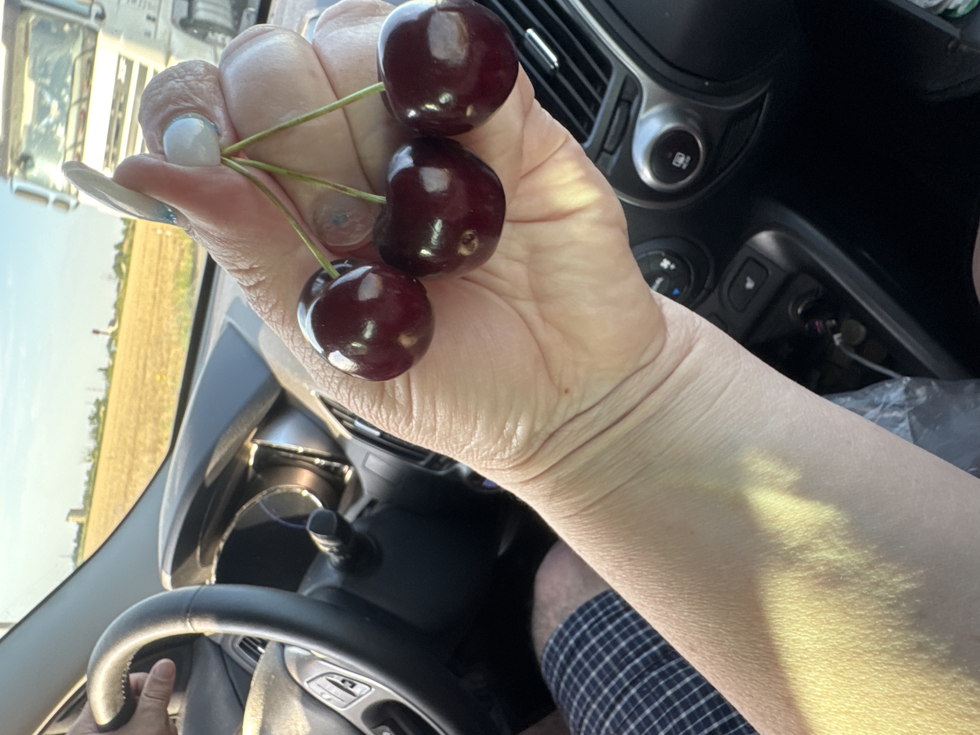 A close-up shot shows a person's right hand holding three cherries with stems. The cherries are dark red and appear plump. The person's hand has neatly manicured nails with a light blue and white design. The background reveals the interior of a car with a steering wheel on the left. Outside the car window, a field of dry grass or wheat can be seen under a clear blue sky. In the distance, a large white truck is visible. The scene is set during daylight hours. There is no information in the image to suggest the location is in the city of Daraganovka, Russia.