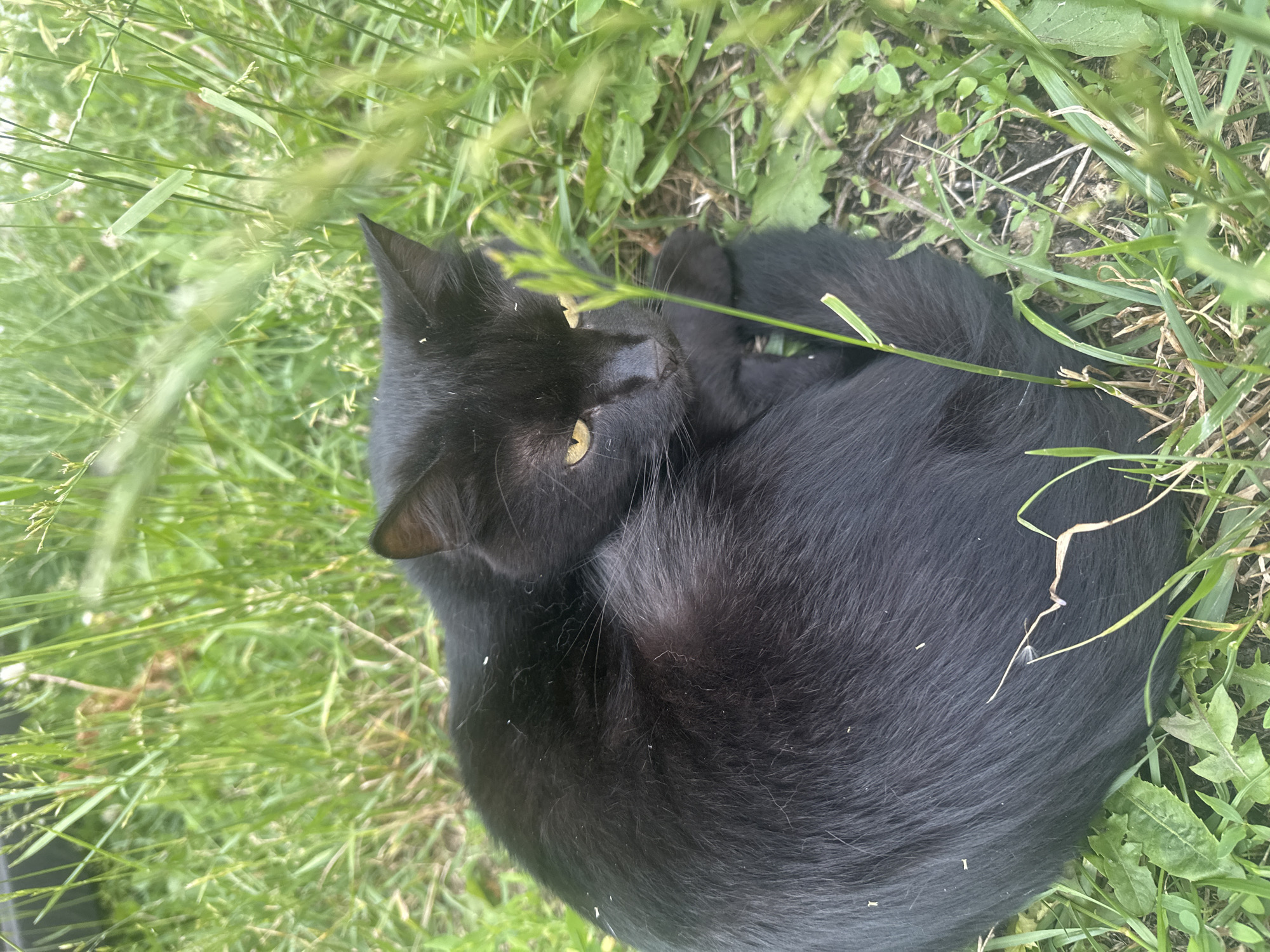 A black cat with yellow eyes is curled up in tall green grass. The cat is positioned in the center of the frame, its body forming a tight circle. Its tail is wrapped around its body. The grass is lush and green, with some blades obscuring parts of the cat's fur. The ground beneath the grass appears to be soil and possibly some dry leaves. The overall scene suggests a natural outdoor setting, possibly a park or backyard. The location is not specified in the image.