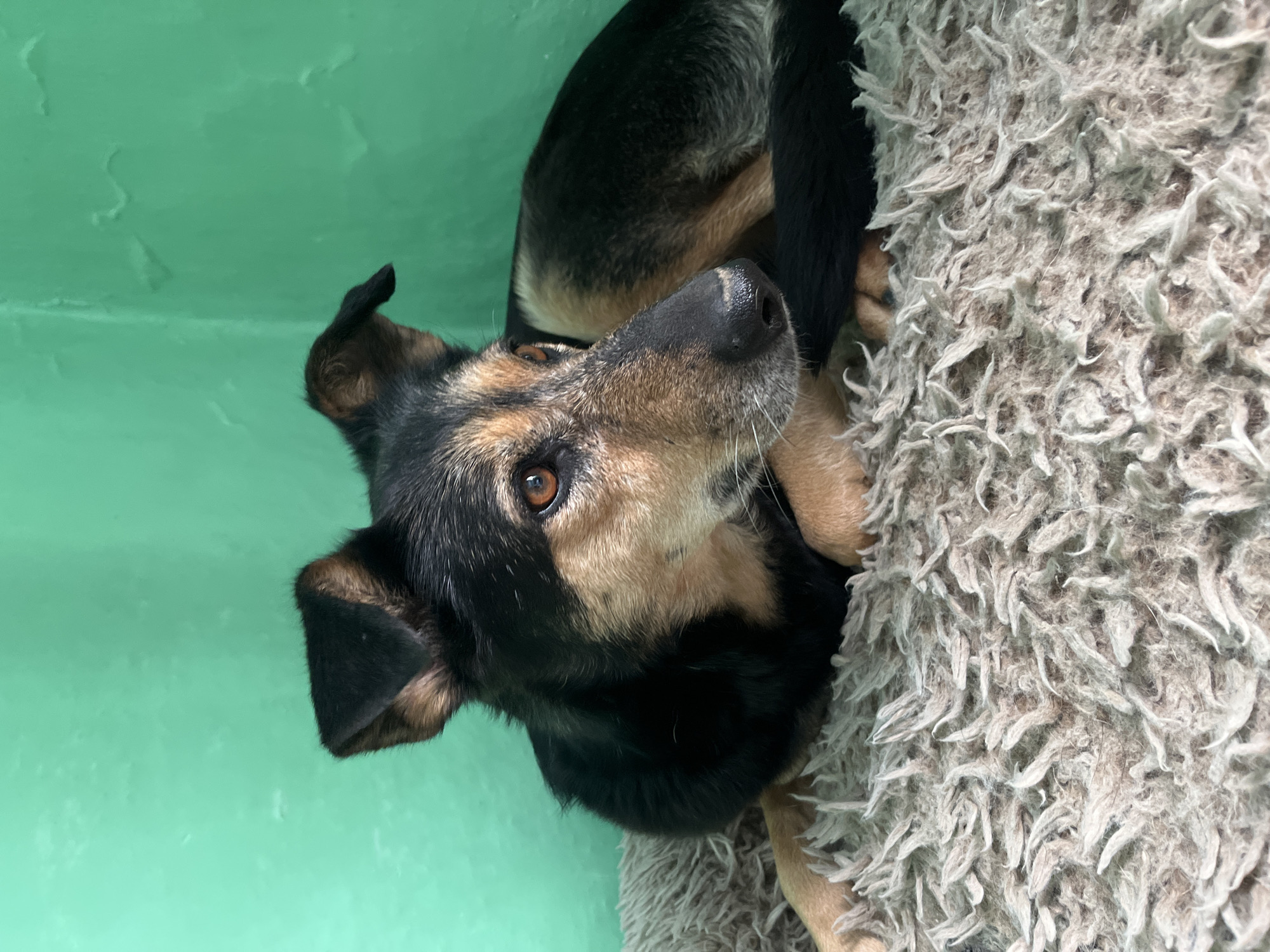 A dog with black and tan fur is lying on a fluffy, grey bed. The dog is looking up and to the right of the frame. The background is a light green wall. There is no information present to indicate the location is Nizhny Tagil, Russia.