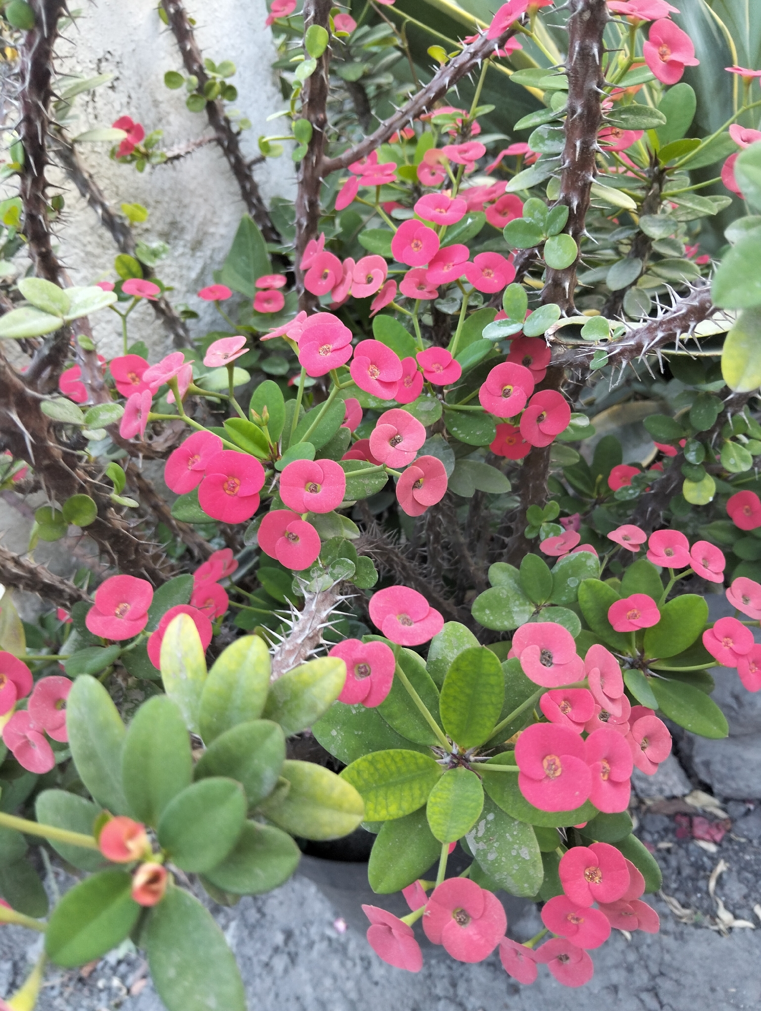 The image shows a close-up of a Crown of Thorns plant (Euphorbia milii) in Drajat, Indonesia. The plant has thick, thorny stems and small, vibrant pink flowers. The flowers are clustered together, and some are partially obscured by green leaves. The background is out of focus, but appears to be a rough, light-colored wall and dark grey ground, possibly stone or gravel. There are no people or animals visible in the image, and no action is taking place. The lighting suggests it is daytime.