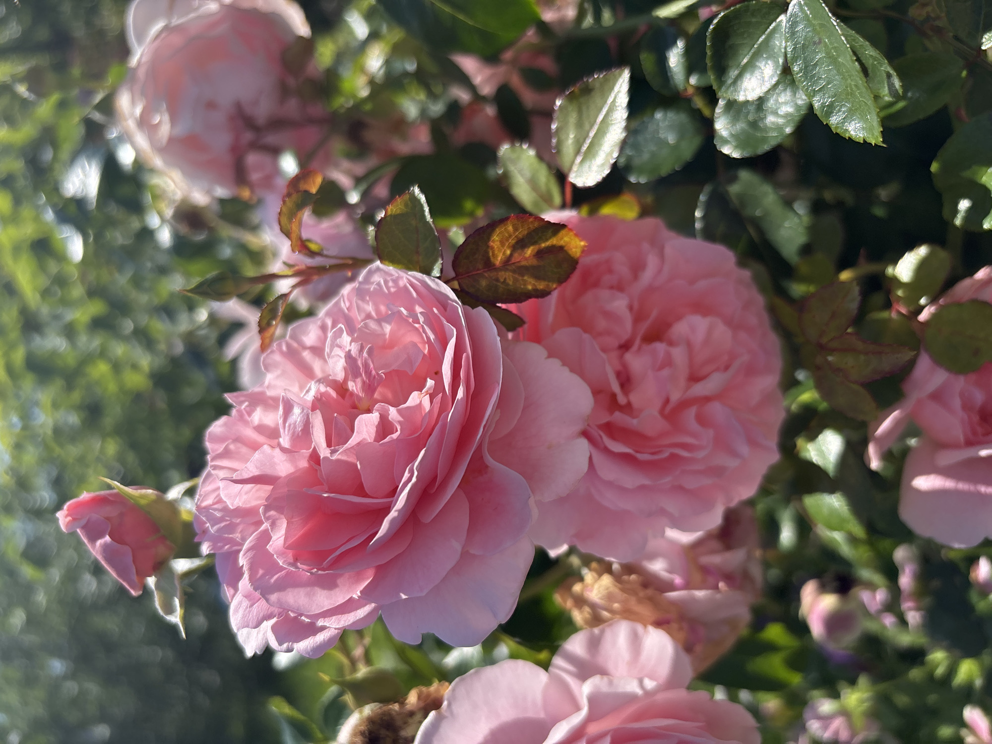 A close-up, eye-level shot captures a cluster of vibrant pink roses in full bloom, bathed in dappled sunlight. The flowers, with their numerous delicate petals, are the central focus, exhibiting a soft, romantic aesthetic. Surrounding the roses are lush green leaves, some touched with the warm hues of autumn, suggesting a garden setting. The background is softly blurred, creating a bokeh effect of green foliage and hints of other blossoms, indicative of a natural outdoor environment. The image appears to be taken in a garden in the village of Dunilovo, Russia, judging by the style of the roses and foliage common to the region. There are no people or animals visible in the frame.