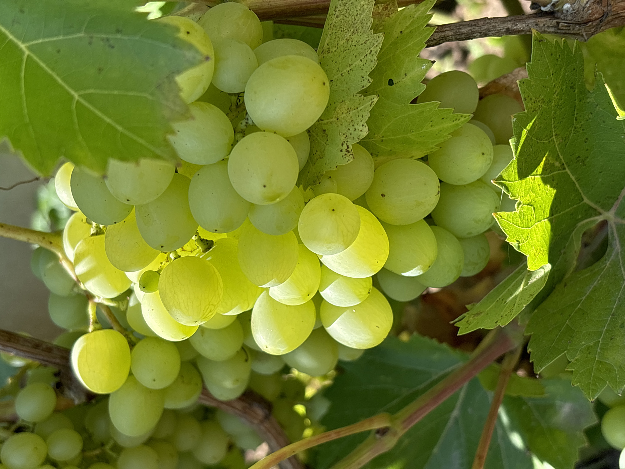 A close-up, outdoor photograph captures a cluster of ripe green grapes hanging from a vine. The grapes are plump and round, with a slight translucence that allows sunlight to filter through. Some grapes exhibit a subtle yellow hue, indicating ripeness. Darker green leaves partially obscure the upper and lower portions of the grape cluster, some of which show small dark spots. The vine itself is visible with a reddish-brown stem. The background is softly blurred, suggesting a natural outdoor setting, possibly a vineyard or garden. The lighting is natural, with bright sunlight casting highlights on the grapes and leaves, and creating shadows. The image does not contain any people or any identifiable landmarks or structures that would indicate its location in Chaikovsky, Russia.