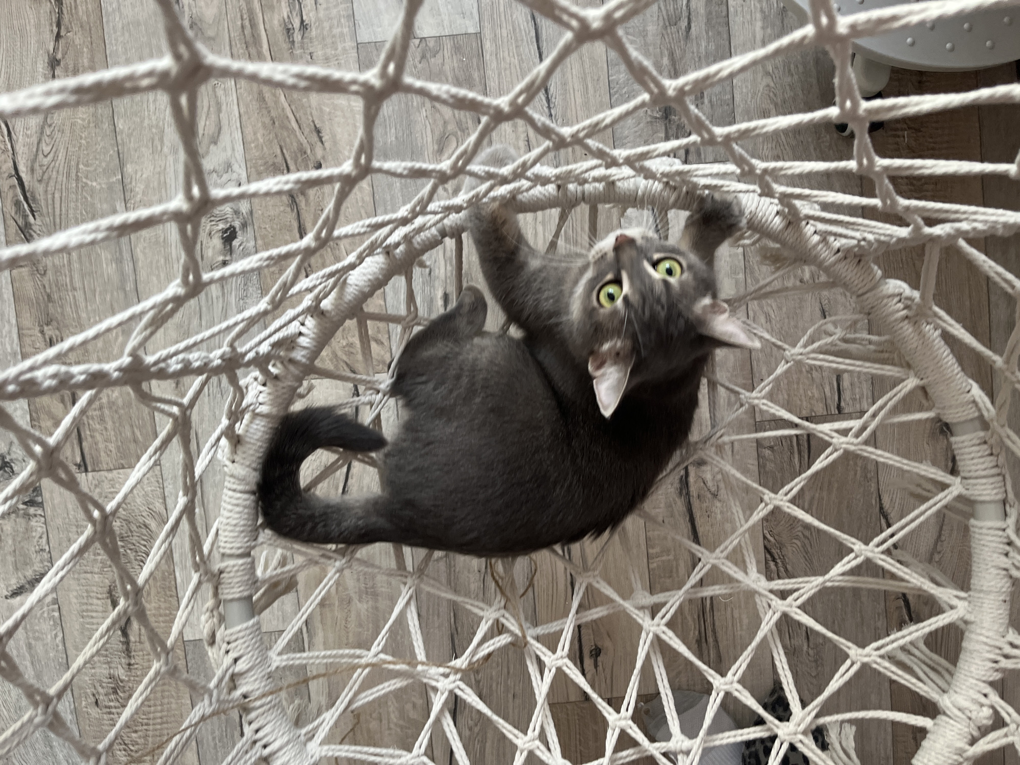 A gray cat is seen from a low angle, hanging in a white macrame chair. The cat is upside down, looking up with wide green eyes. The background is a light-colored, wood-patterned floor. The location is not determined from the image.