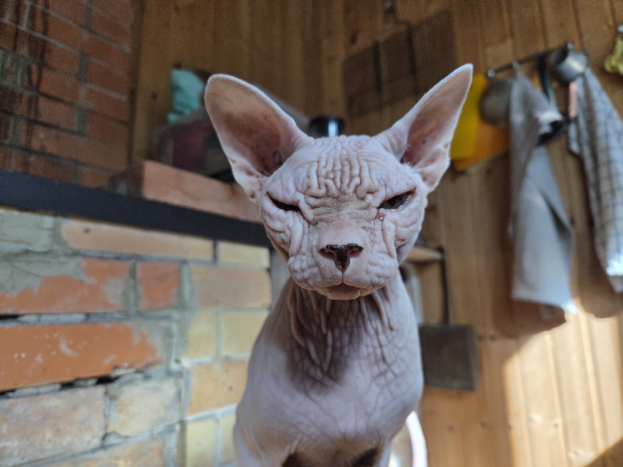 The media file is a close-up, eye-level shot of a Sphynx cat looking directly at the camera. The cat has wrinkled pink skin and large ears. Its expression is somewhat stern, with narrowed eyes and prominent forehead wrinkles. The cat is the central subject, positioned in the foreground.
The setting appears to be outdoors, possibly on a porch or in a garden area. In the background, there's a brick wall to the left, with visible mortar lines and varying shades of orange and yellow bricks. To the right, there's a wooden wall with vertical planks, and some objects hanging on what appears to be a rack or clothesline, including what looks like towels or fabric. The lighting suggests it could be daytime, with sunlight casting shadows and highlighting textures. The overall atmosphere is informal and domestic. The location is identified as Восход Снт (фролово), Russia. No specific activity or event is taking place; the image is a portrait of the cat. There is no visible text in the media file.