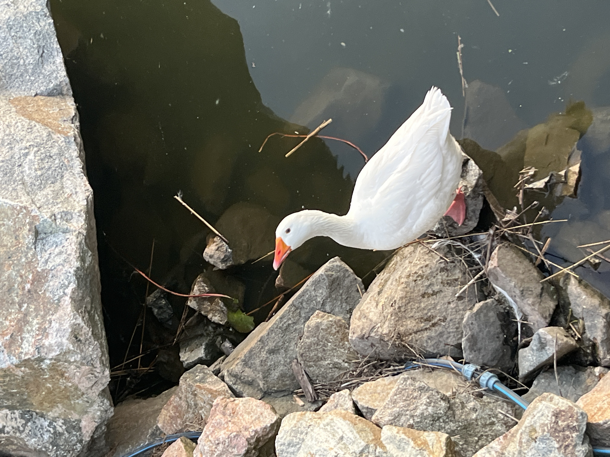 A white goose with an orange beak stands on rocks at the edge of dark water. The goose is facing left and looking upwards. The rocks are a mix of grays and browns, with some dry grass and twigs scattered around them. The water appears murky and still, with a faint reflection of the goose visible. A blue and black cable with gray connectors is visible among the rocks on the left side of the image. The scene is outdoors and appears to be a natural or semi-natural setting. It is difficult to pinpoint a specific location within the city of Dnipro, Ukraine, without further context or identifiable landmarks.