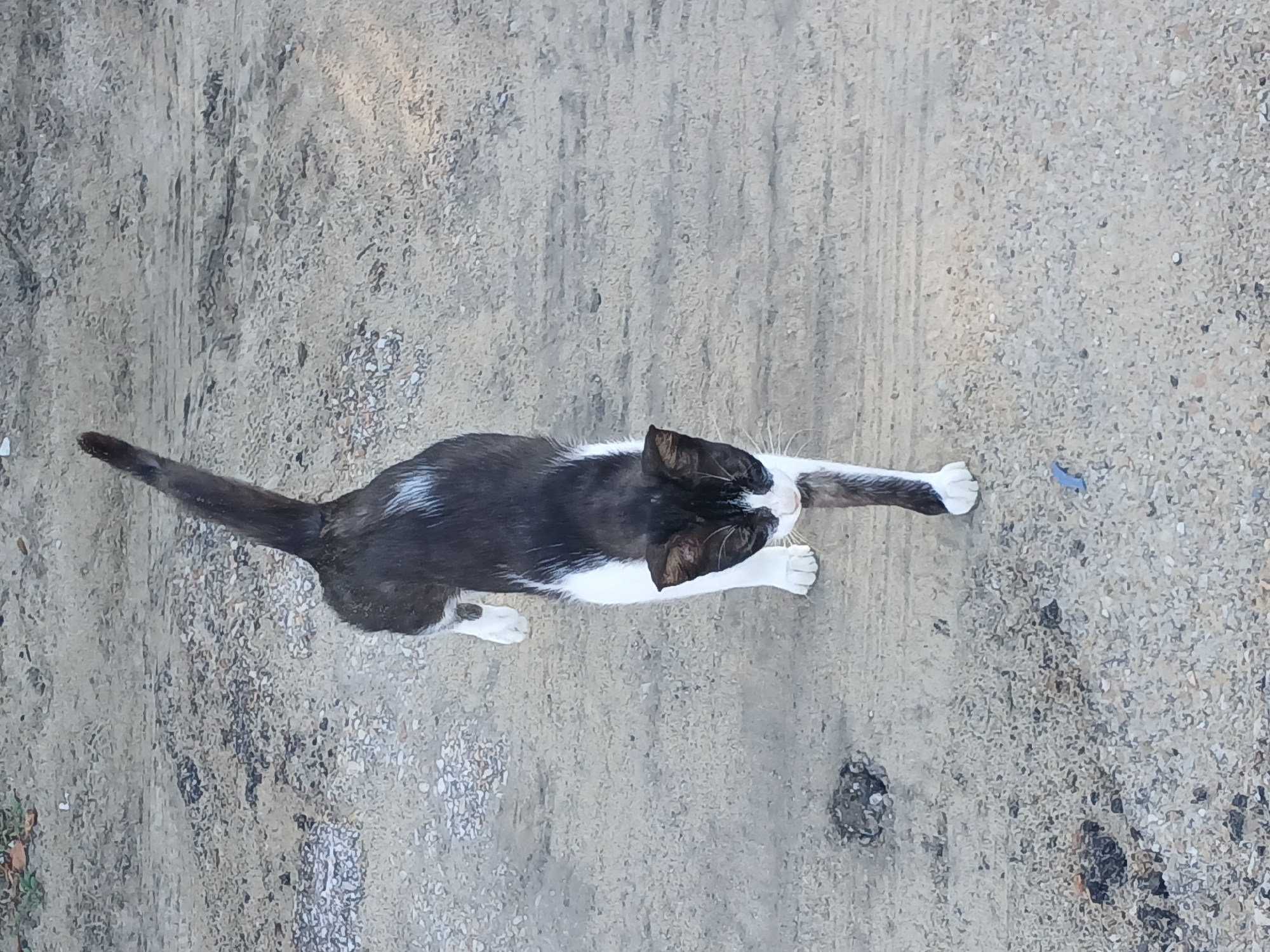 A black and white cat walks on a dirt path. The cat is in the center of the frame, facing away from the viewer. The path is light gray and appears to be made of dirt and gravel. There are some dry leaves and small rocks scattered on the path. The background is out of focus and appears to be more dirt and vegetation. The cat has white paws and chest, and black fur on its back and tail. It has a long, thin tail that is held high in the air. The cat's head is turned slightly to the side, and its ears are perked up. The lighting suggests it is daytime. The scene appears to be in a rural or semi-rural area. The location is specified as Porlamar, Venezuela.