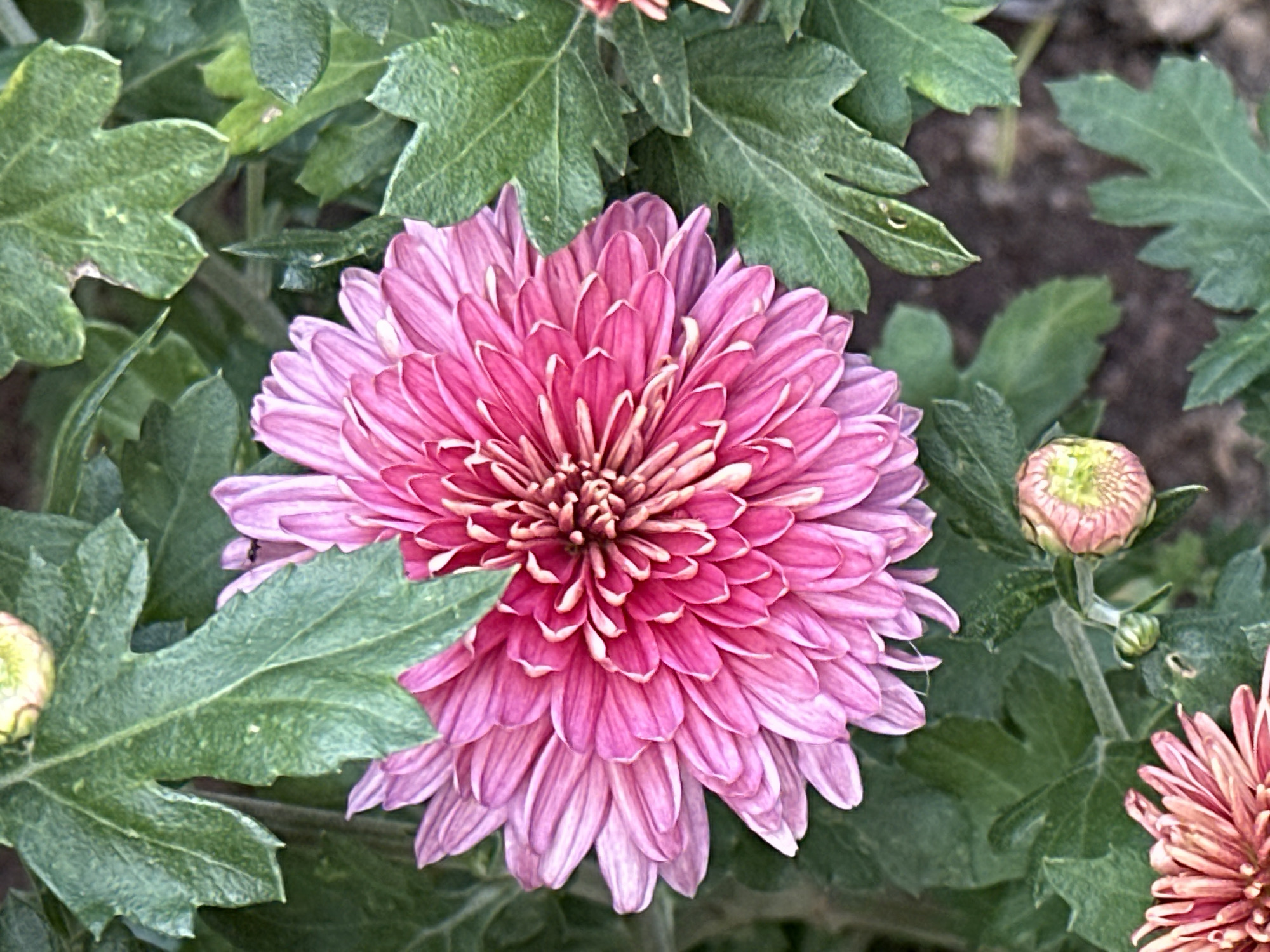 A close-up, high-angle shot captures a vibrant pink mum flower in full bloom, its petals fanning out from a tightly packed center. The flower is surrounded by lush green leaves and two small, unopened flower buds. The mum's petals are a rich pink, with lighter, almost white edges. The leaves are a deep green, with a textured surface and serrated edges. The background is a blur of dark brown and green, suggesting a garden or natural setting. There is no indication of human presence or activity in the image. The scene appears to be in Podolsk, Russia, a detail not visually represented but provided as contextual information.