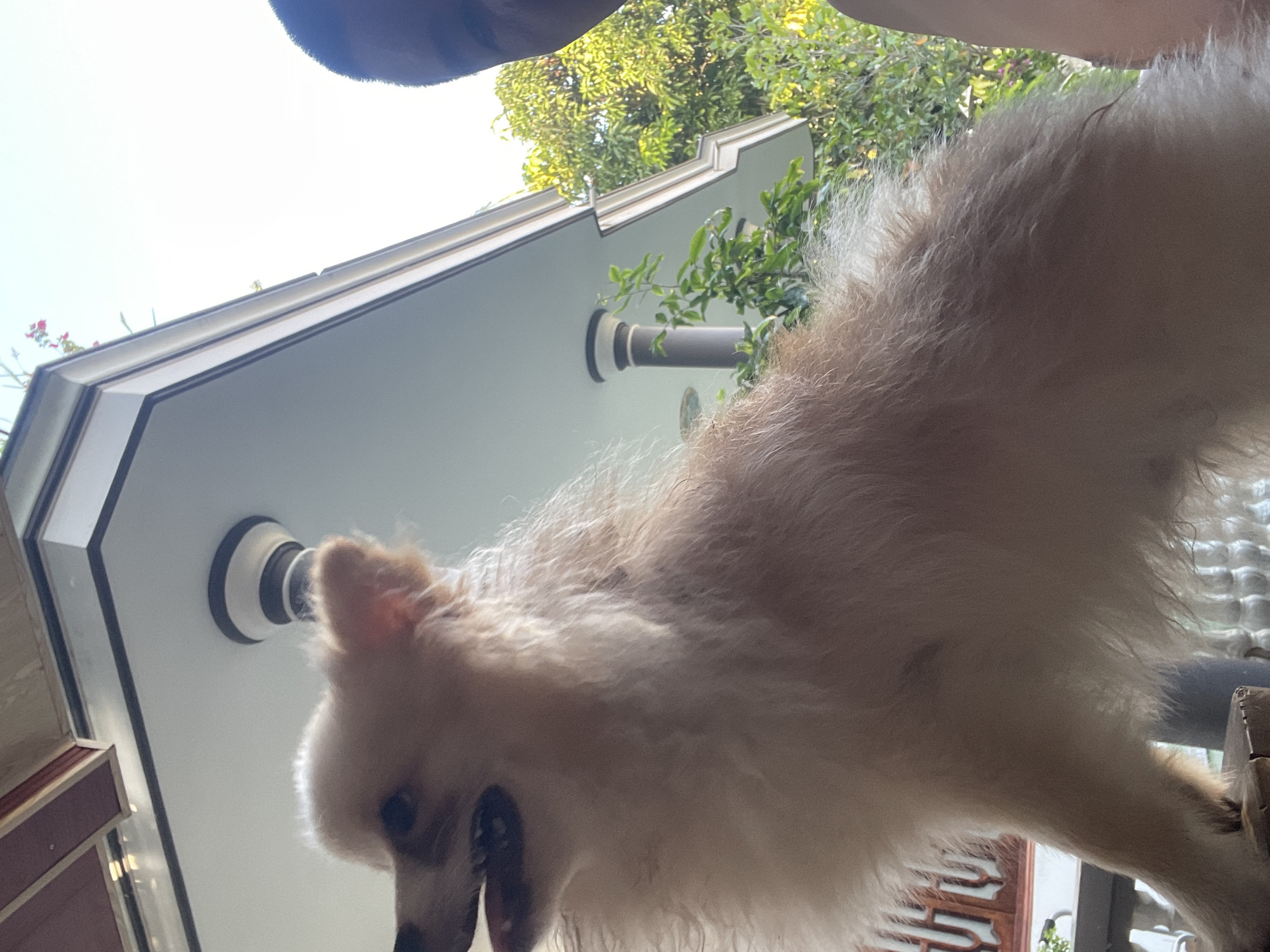 The image captures a close-up, low-angle view of a fluffy, light-colored dog with its mouth open, likely panting or barking. The dog is positioned in the foreground, obscuring much of the background. Above and behind the dog, a white overhang with a dark trim is visible, suggesting an outdoor setting, possibly a balcony or porch of a building. A dark, cylindrical pillar with white accents is also present on the left side of the overhang. To the right of the overhang, lush green foliage and trees are visible against a bright sky. A sliver of a person's head and shoulder, with dark hair, is present on the far right edge of the frame, indicating that a person is holding the camera. The overall lighting suggests daytime. The provided context indicates the location is Phan Thiet Ward, Vietnam. The scene appears to be an ordinary domestic setting, possibly a residential area given the presence of a building and vegetation. There are no overt signs of distress or unusual activity.