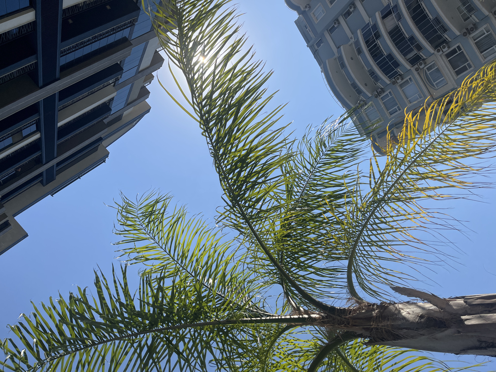 This is an upward-facing, low-angle shot of a palm tree and two buildings against a clear blue sky. The palm tree, with its fronds extending towards the sky, is in the foreground, partially obscuring the view of the buildings. The sun is shining brightly behind the palm fronds, creating a lens flare effect.
The building on the left is a modern high-rise with dark blue tinted windows and a dark blue and beige facade. The building on the right is a lighter blue, curved building with multiple balconies and windows, also featuring air conditioning units on its exterior. The architectural styles suggest an urban environment, likely a city in a warm climate.
Based on the architectural style of the buildings, particularly the curved balconies and the overall aesthetic of the lighter blue building, this scene is likely located in the popular tourist resort city of Alanya, Turkey, known for its modern hotels and apartment complexes lining its coastline.