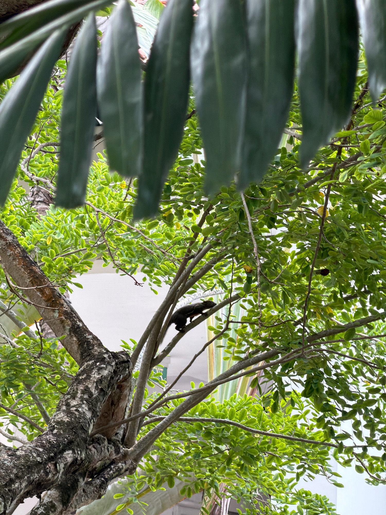 A small, dark-colored animal, possibly a squirrel or marten, is perched on a tree branch amidst lush green foliage. The tree has a rough, textured bark and its branches extend outwards, creating a natural canopy. The background is blurred, but hints of a building with a white facade are visible, suggesting an urban or semi-urban setting. The leaves of the tree are vibrant green, indicating a healthy and thriving environment, possibly in a park or residential area within Batam, Indonesia.