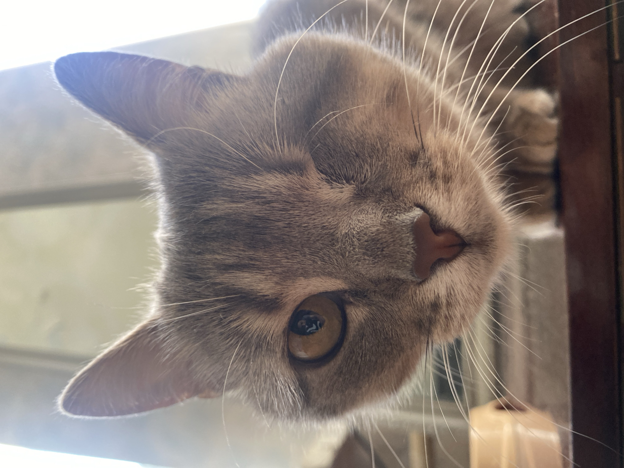 A close-up, low-angle shot shows the face of a gray tabby cat. The cat has one eye open, a golden iris reflecting a person wearing a black and white striped shirt, and the other eye is closed. The cat's nose is pink and wet, and its whiskers are long and white. The background is blurred and appears to be a window with bright light streaming through. The cat is likely indoors, on a surface that appears to be wood. The image is focused on the cat's face, with the ears and the rest of its body out of focus.