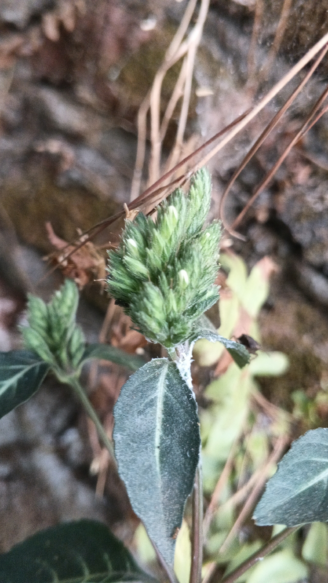 A close-up, eye-level shot shows a small green plant with several fuzzy, cone-shaped flower heads topped with tiny white buds. The plant has dark green, pointed leaves with a textured surface. The background is blurred and consists of dry, brown plant stems and a rough, stony texture. There are no people or discernible human activity in the image. The scene is outdoors with natural light.