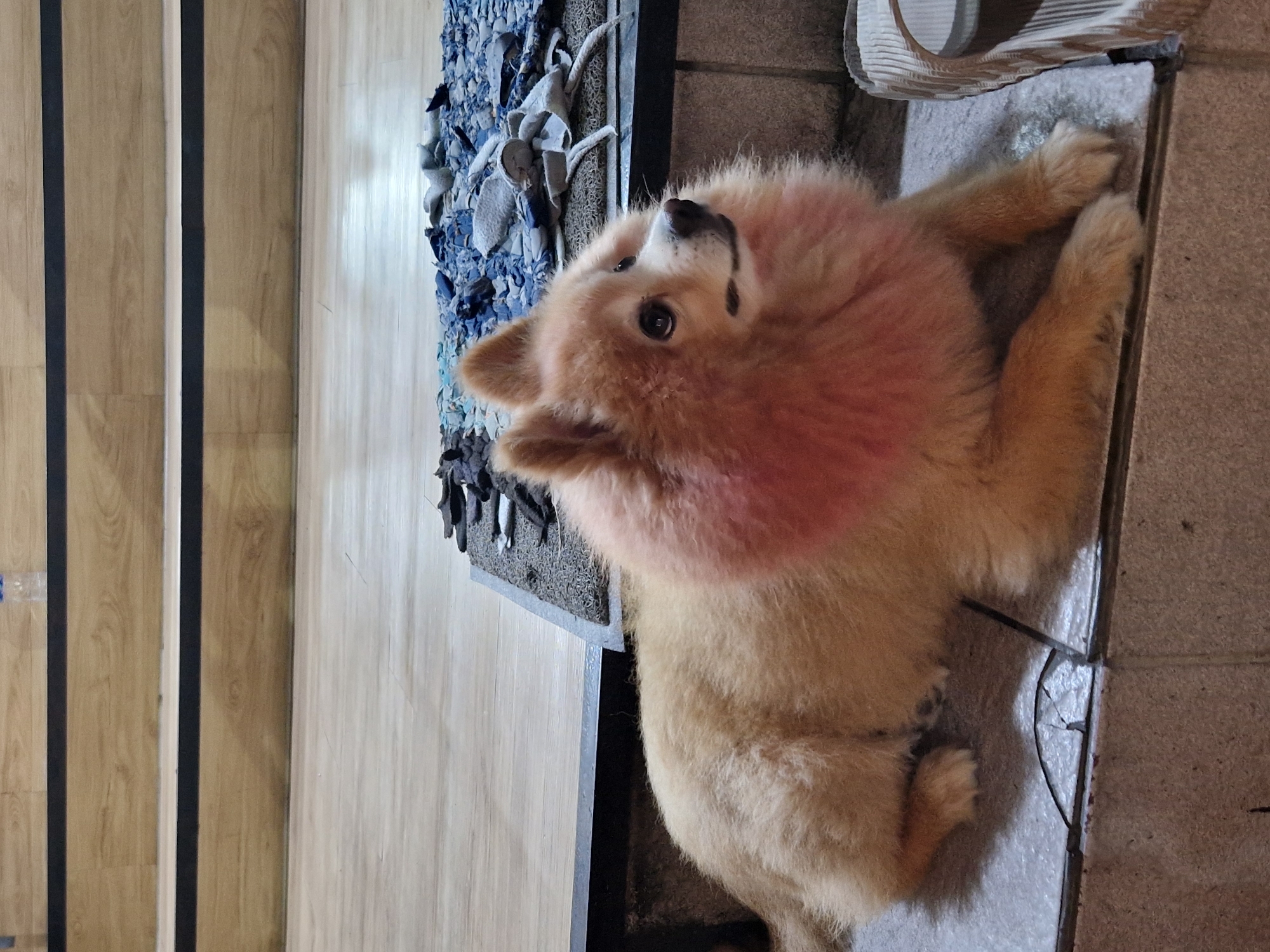 A tan-colored, fluffy dog lies on a beige tiled floor. The dog is positioned on its back or side, facing upwards towards the camera. Part of a white and grey shoe is in the top right corner. A blue and grey rug or mat sits in a black metal frame to the left of the dog. The floor is adjacent to a wooden staircase. The scene is likely inside a building. The location within the city of Kuta, Indonesia is indeterminable given the interior context.