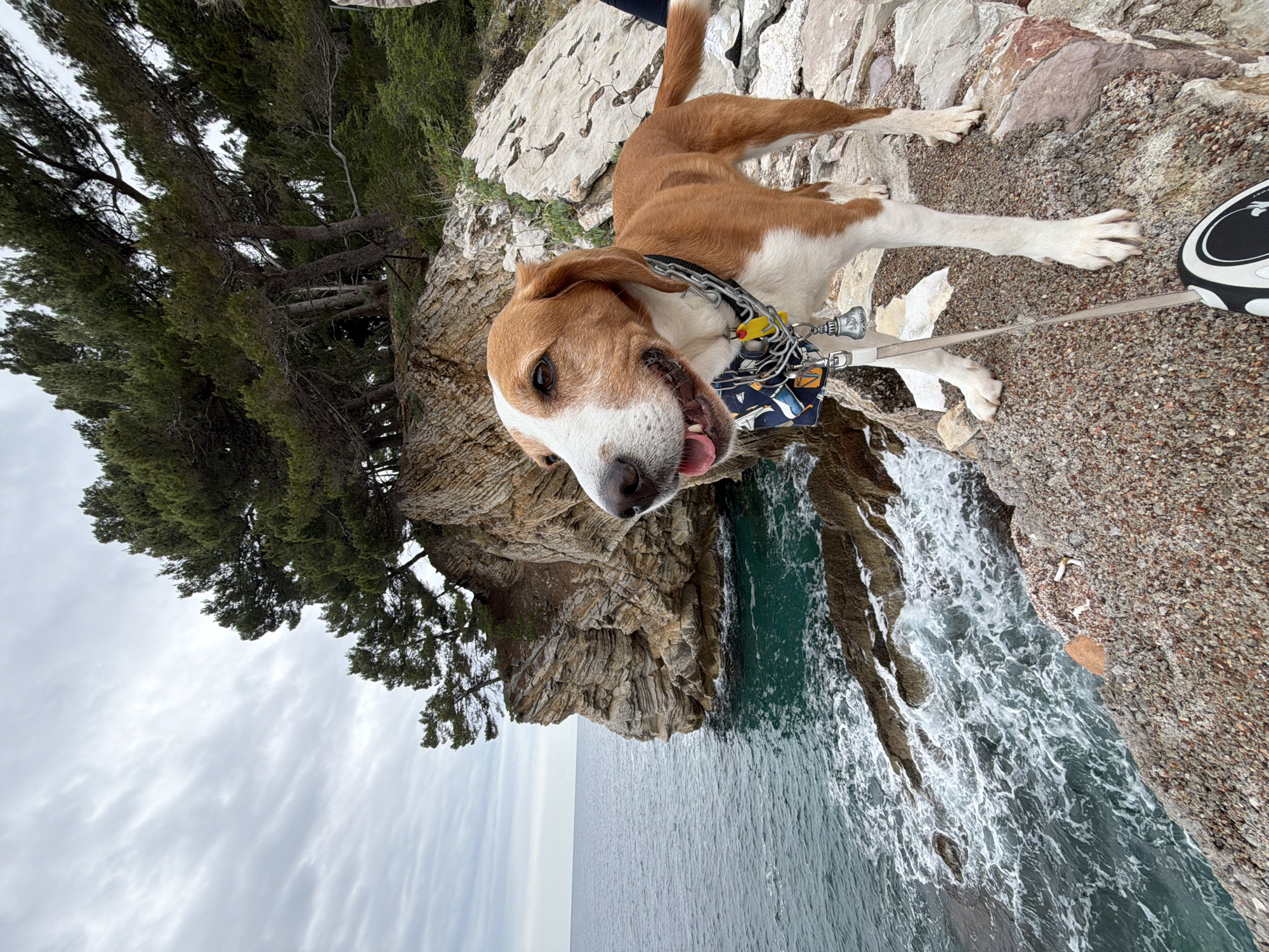 A dog with white and brown fur stands on a rocky cliff overlooking the Adriatic Sea. The dog is panting with its tongue visible. It wears a black collar with attached tags and a blue bandana, and is leashed. The leash leads out of frame to the right.
Below the cliff edge, the sea is choppy, with waves crashing against the rocks. To the left, trees grow on the cliff face. The sky is overcast. The location is Petrovac centar, Montenegro.