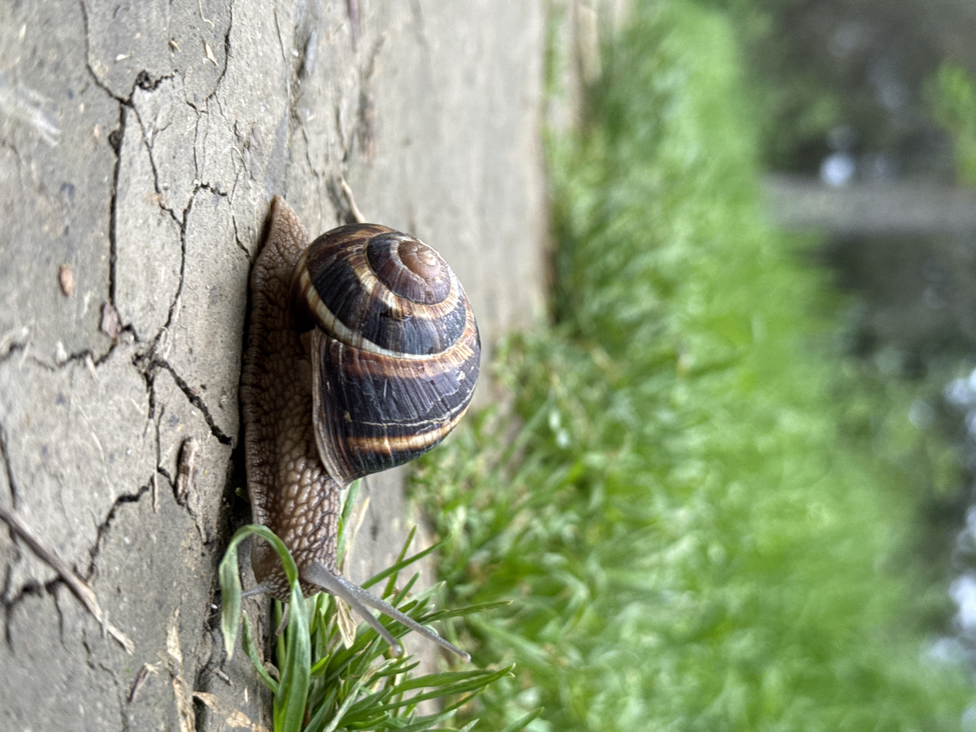 A snail is crawling along a cracked concrete surface. The shell of the snail has concentric rings with a dark brown, light brown, and dark gray pattern. The body of the snail is textured and extends from under the shell. Two antennae protrude from the head of the snail. There are blades of grass near the snail's head and extending to the right, with a blurred green background of more grass and trees. The photograph appears to have been taken in an outdoor area, possibly near the city of Pleven, Bulgaria.