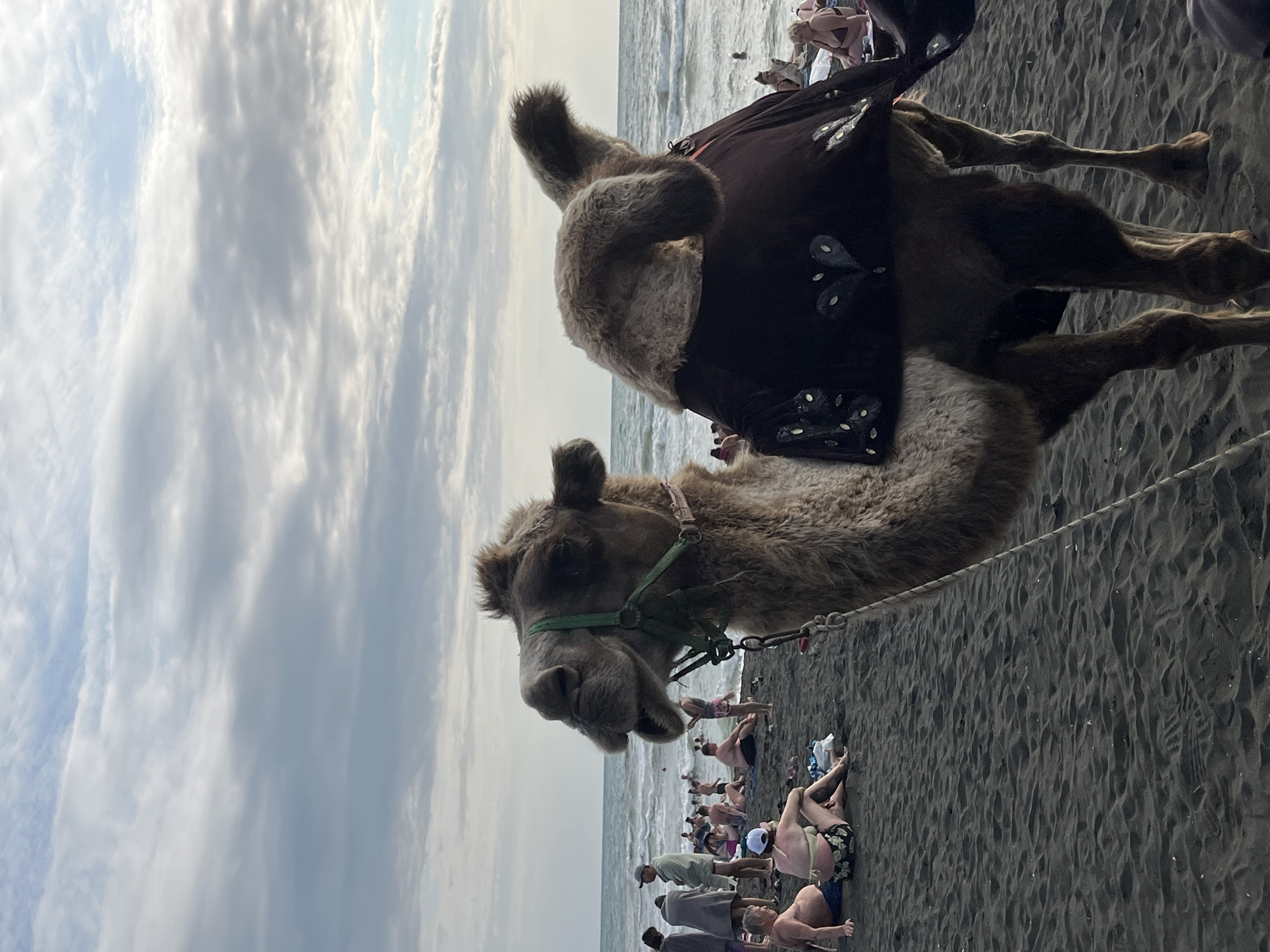 The image depicts a camel on a black sand beach in Ureki, Georgia. The camel, adorned with a decorative saddle blanket, is positioned in the foreground, facing left and looking towards the viewer. Its head is slightly tilted, and its mouth is open. In the background, the Black Sea is visible, with gentle waves. Numerous people are scattered across the beach, some sitting on the sand, others standing or walking, all appearing to be enjoying a day at the seaside. The sky is cloudy, with a mix of light and dark gray clouds. The overall atmosphere suggests a typical day at a popular tourist destination.