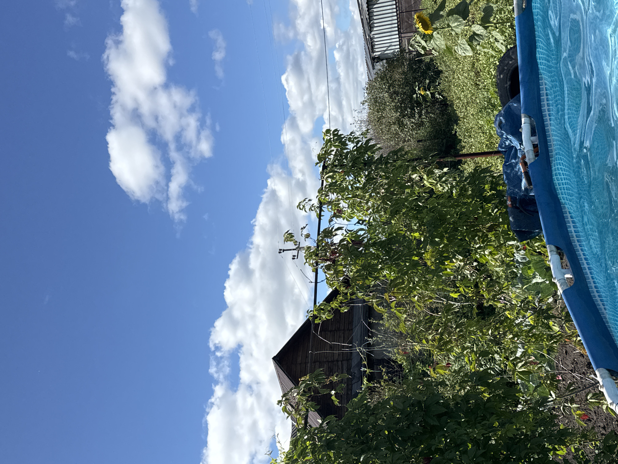 The image depicts a partially filled, above-ground swimming pool in the foreground, with its blue liner and the rippling water clearly visible. Behind the pool, a lush green garden area is visible, with various plants and trees. In the middle ground, a rustic wooden house with a dark metal roof is partially obscured by dense foliage. Further back, another building with a corrugated metal roof and a single sunflower plant are visible. The sky above is a vibrant blue, dotted with fluffy white clouds. The overall scene suggests a residential backyard setting, likely in a rural or suburban area of Prokopyevsk, Russia, given the architectural style of the buildings and the type of vegetation. There are no people or animals present in the image. The lighting indicates it is daytime with sunlight casting shadows.