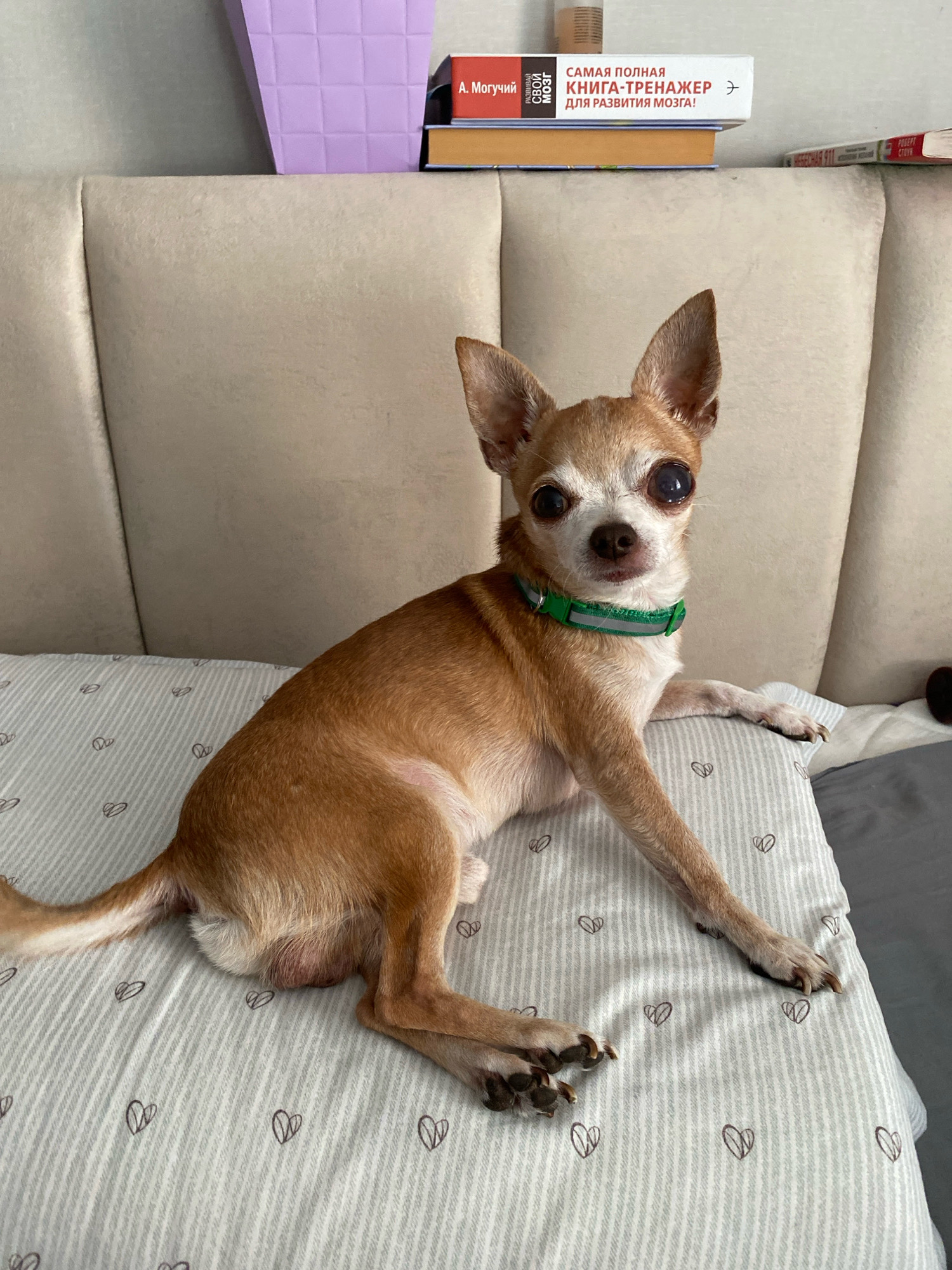 A tan-colored Chihuahua dog with large, dark eyes and prominent ears sits on a light gray pillow with a pattern of thin white stripes and small, dark heart outlines. The dog is wearing a bright green collar. Its left front paw rests on the pillow, while its right front paw is extended. The dog's hindquarters are visible, resting on the pillow as well. Behind the dog is a light beige upholstered headboard. To the left of the headboard, a portion of a tall, light purple object with a grid pattern is visible. To the right of the headboard, a stack of books is present. The books appear to have text in Russian. The background suggests an indoor setting, possibly a bedroom. The image appears to be a photograph taken at eye level with the dog. The overall lighting is soft. The provided metadata indicates the image was taken in Zhlobin, Belarus.