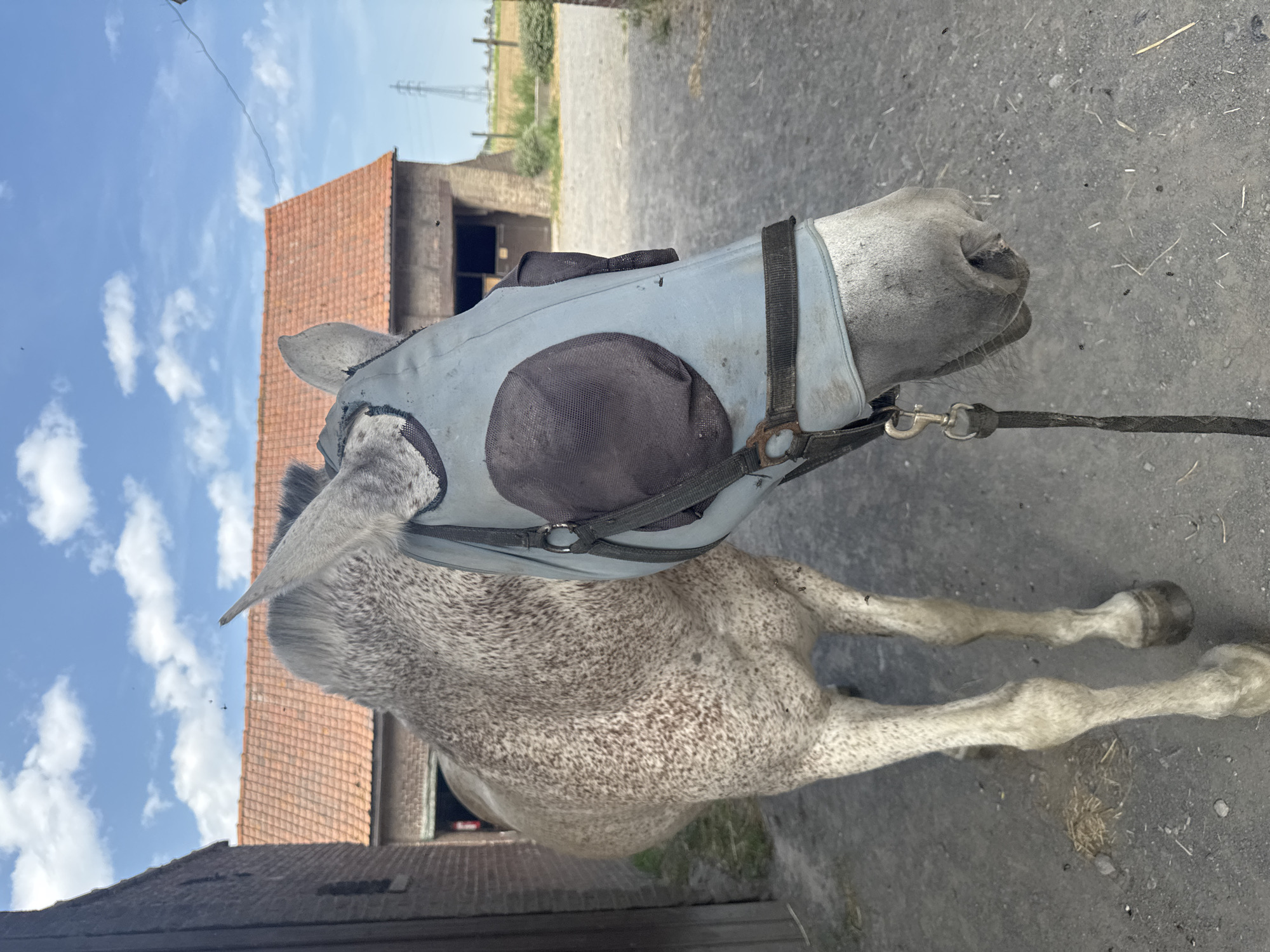 A light grey, dappled horse with a fly mask covering its eyes and snout stands in an outdoor area near a barn with a red tile roof under a partly cloudy blue sky. The horse is facing right and slightly towards the camera. Its body is primarily visible from the shoulder back to its hindquarters. The fly mask is light blue with darker grey mesh circles over the eyes. A black lead rope is attached to the horse's halter and hangs down. The ground is a rough gravel surface with some dry grass and straw scattered about. In the background, a brick building, likely part of the barn complex, is visible. Further beyond that, a field with some vegetation and a distant electrical pylon can be seen. The image appears to be taken on a sunny day. The location is identified as Estaimpuis, Belgium.