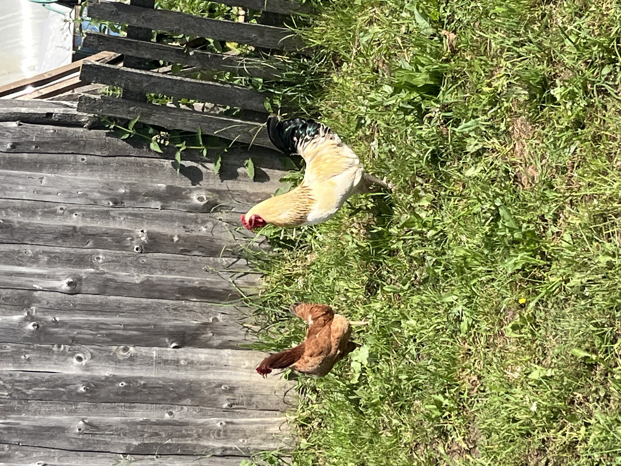 A light-colored rooster with a black and green tail stands in the grass to the right of a brown hen. They are positioned in front of a weathered wooden fence, with some vegetation growing through the fence pickets. The environment appears to be outdoors, possibly a rural area or a yard, with green grass and dappled sunlight. There are no people or other animals visible in the image. The overall impression is a rustic, natural setting.