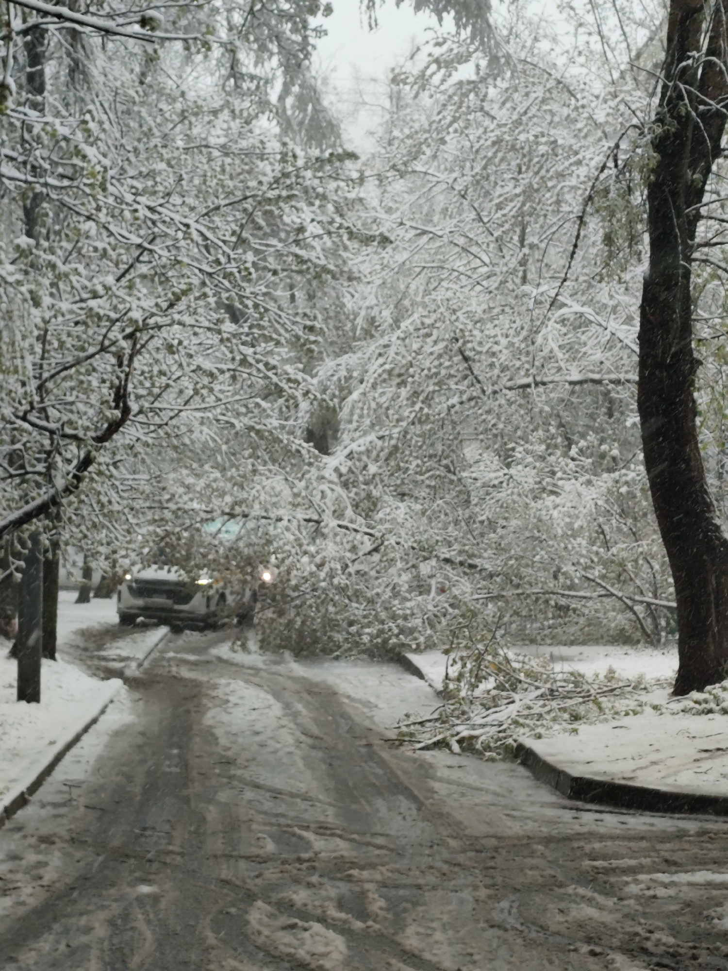 A snowy, slush-covered road is blocked by a fallen tree. The branches are covered in snow. A white vehicle is driving through the branches. The street is bordered by sidewalks. Bare trees are visible.
