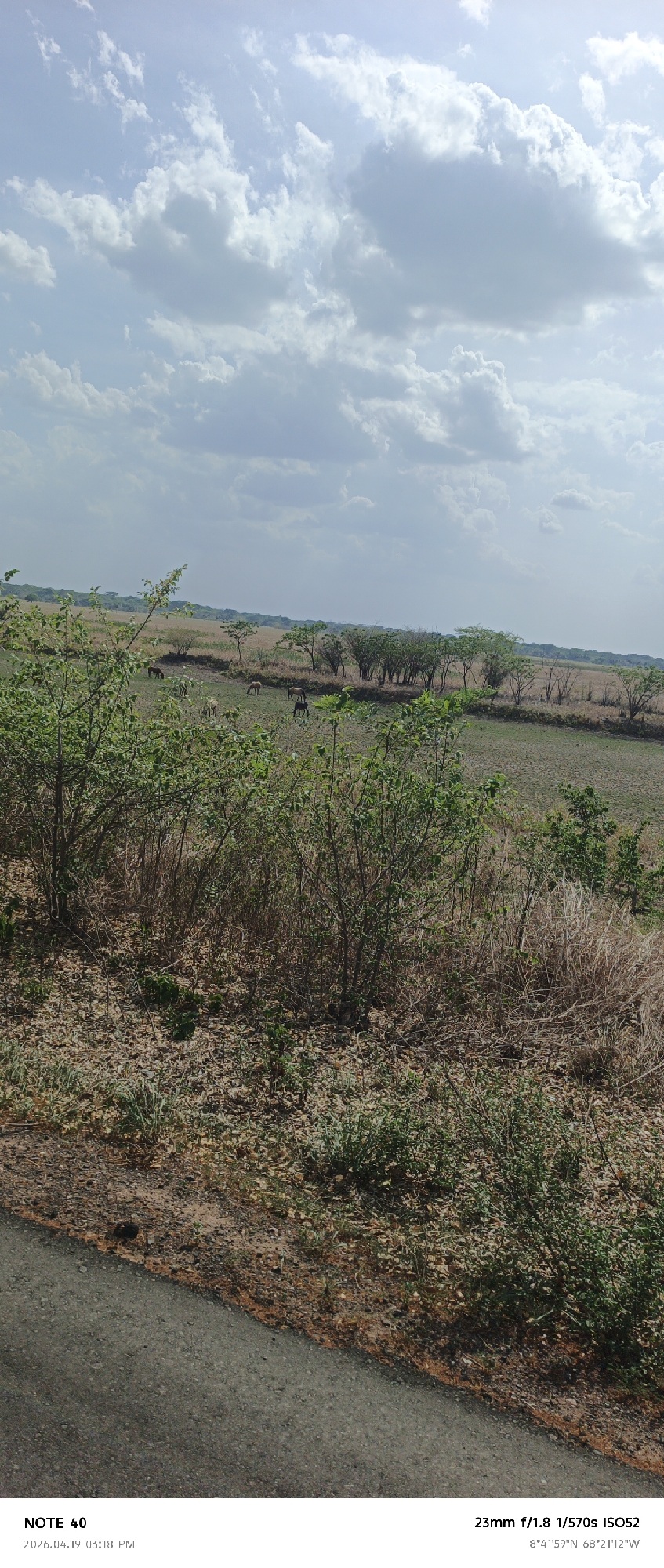 The image shows a rural landscape in Cano Negro, Venezuela, captured on April 19, 2026, at 3:18 PM. A paved road runs along the left edge of the frame. The foreground features dry vegetation and sparse greenery. In the middle distance, a grassy plain with scattered trees is visible, populated by several horses grazing. The sky is partly cloudy, with blue patches showing through the white clouds. The camera settings indicate a 23mm lens, an aperture of f/1.8, a shutter speed of 1/570 seconds, and an ISO of 52. The GPS coordinates at the bottom read 8°41'59"N and 68°21'12"W.