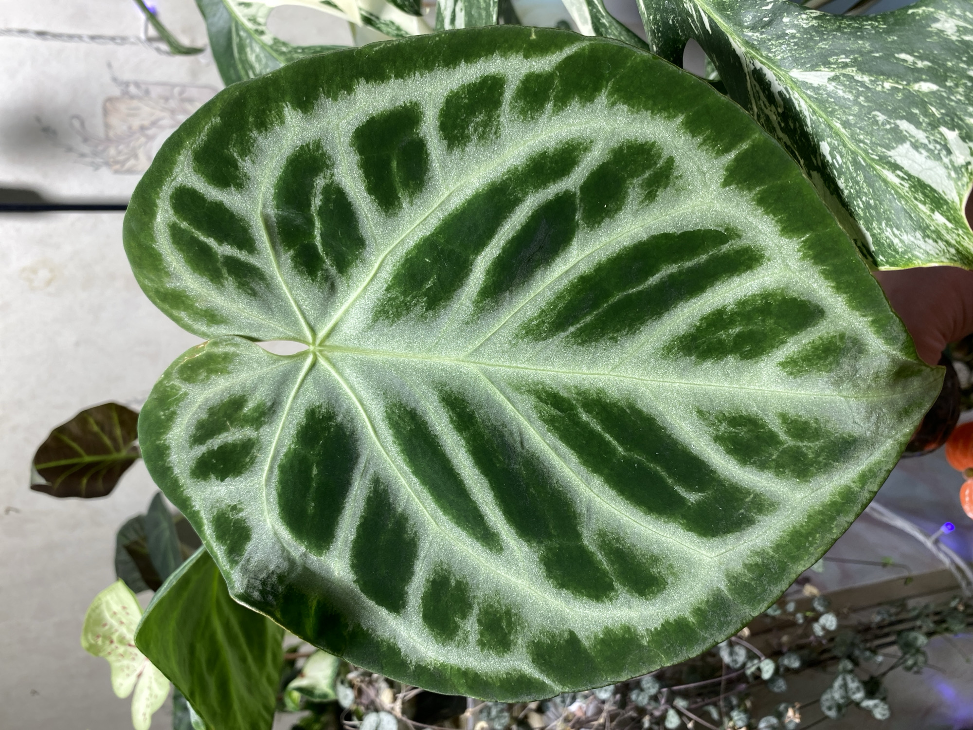 A close-up, top-down view of a large, heart-shaped, dark green leaf with lighter green venation and iridescent markings. The leaf has a velvety texture and is the primary subject of the image. The background is blurred and consists of other green plants, including one with variegated white and green leaves and another with small, heart-shaped leaves hanging in strands. A plain, textured wall is visible behind the plants. There are no people present, and the scene is indoors. The location in Borovichi, Russia is not discernible from the image.