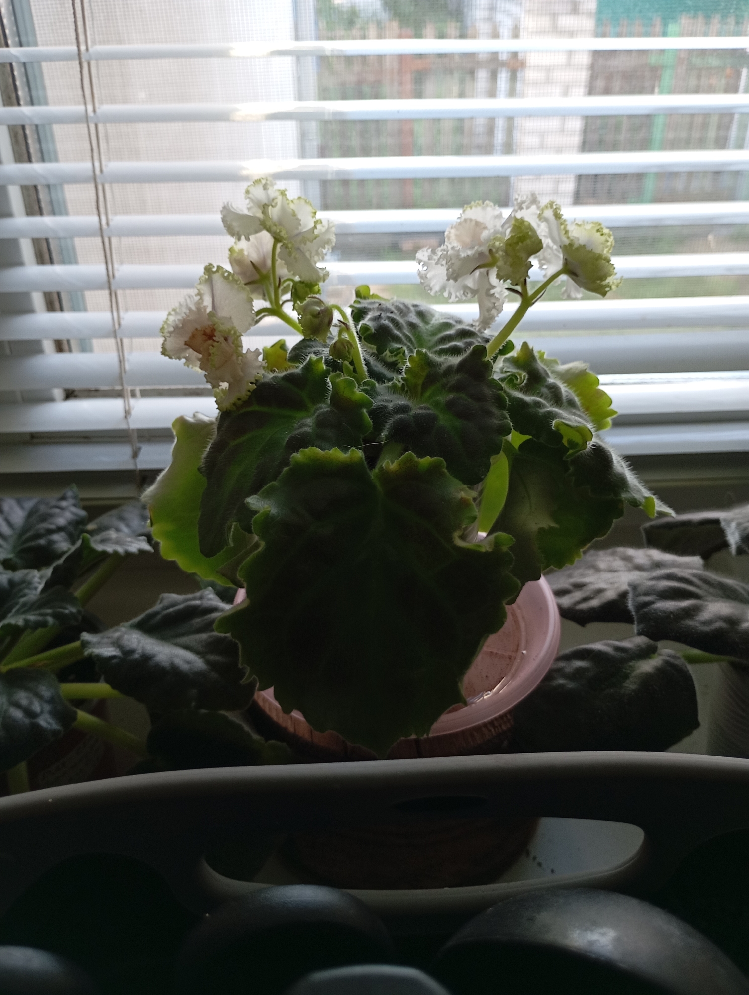 A potted African violet with ruffled white and green-edged flowers sits on a windowsill in Horishni Plavni, Ukraine. The plant has dark green, velvety leaves and is in a pink plastic pot. Blinds are drawn behind the plant, obscuring the view outside, though hints of greenery and buildings can be seen through the slats. The foreground shows a dark, out-of-focus surface, possibly a shelf or table. The lighting suggests it is daytime, with light filtering through the blinds.