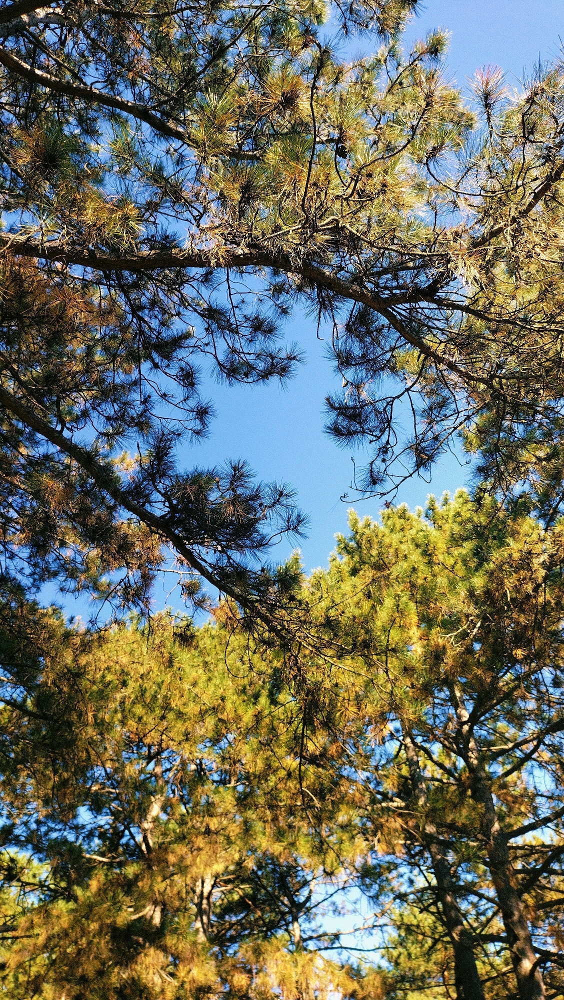 The image shows a view looking up through pine trees towards a clear blue sky. The pine needles are a mix of green and golden brown, suggesting it could be autumn or that some of the trees are experiencing seasonal color change. The branches of the trees form a natural canopy, with gaps revealing the sky. There are no people or man-made structures visible in the frame. The location is identified as the city of Horishni Plavni, Ukraine.