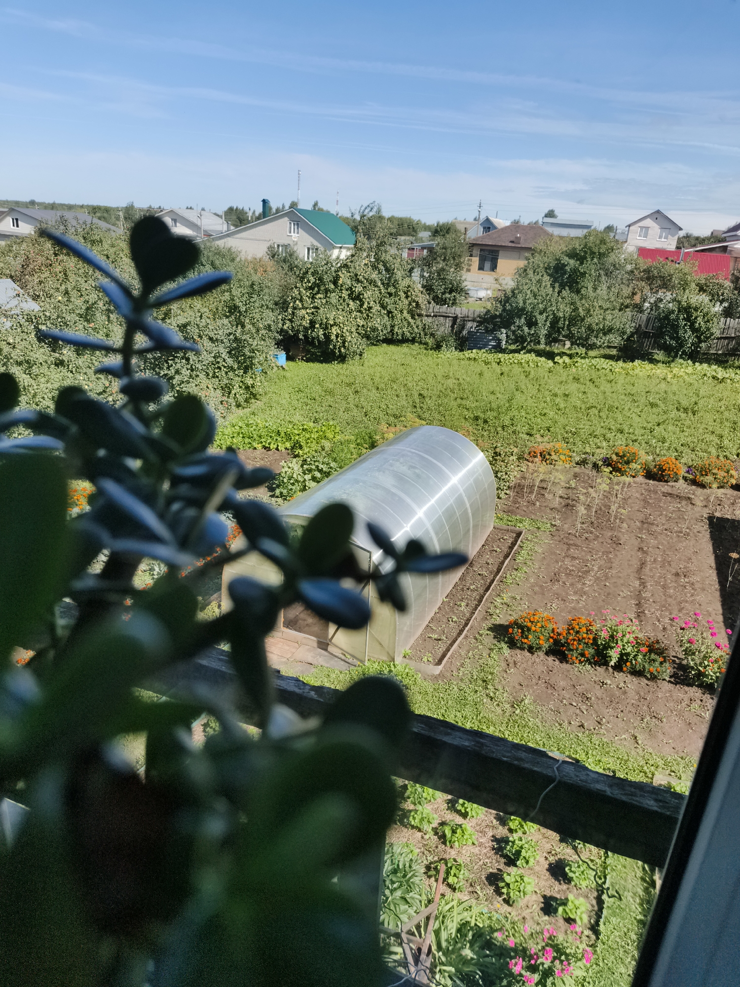 The image depicts a view from an elevated position looking over a garden and residential area under a clear blue sky. In the foreground, out of focus, are the dark green leaves of a plant, possibly a jade plant. Beyond the plant, a wooden railing is visible. The garden below features a large, arched greenhouse made of shiny, reflective material. Adjacent to the greenhouse is a patch of tilled soil with rows of small green plants. Further out, there are beds of orange and pink flowers. A wooden fence runs along the edge of the garden, separating it from a grassy area. In the background, several houses with various roof colors and architectural styles are nestled among lush green trees. The overall scene suggests a suburban or rural residential area during the daytime.