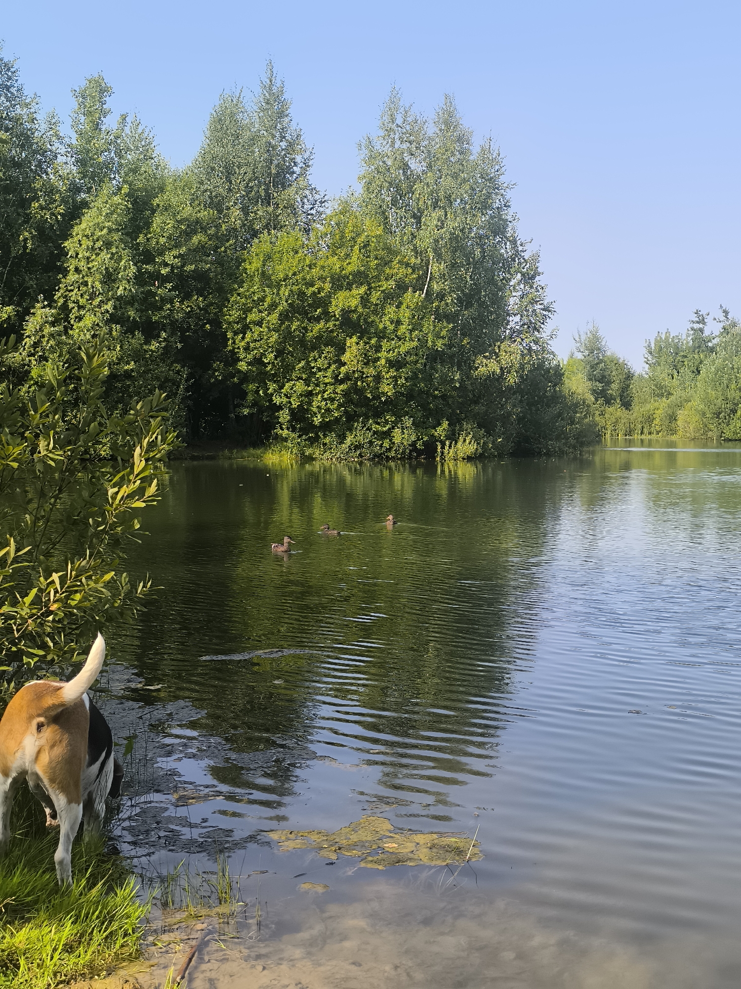 A tri-color dog, primarily white with brown and black markings, stands at the edge of a calm body of water, its hindquarters and tail visible in the foreground. The dog is facing the water, with its head partially submerged. Behind the dog, a lush green bank slopes down to the water. The lake is surrounded by dense, mature trees with vibrant green foliage under a clear, bright blue sky. Several ducks are visible swimming on the surface of the water, creating ripples. The water reflects the surrounding greenery and the sky. The scene appears to be a natural setting, likely a park or a forest area within or on the outskirts of Moscow, Russia, possibly during the summer months due to the lush greenery and clear sky.