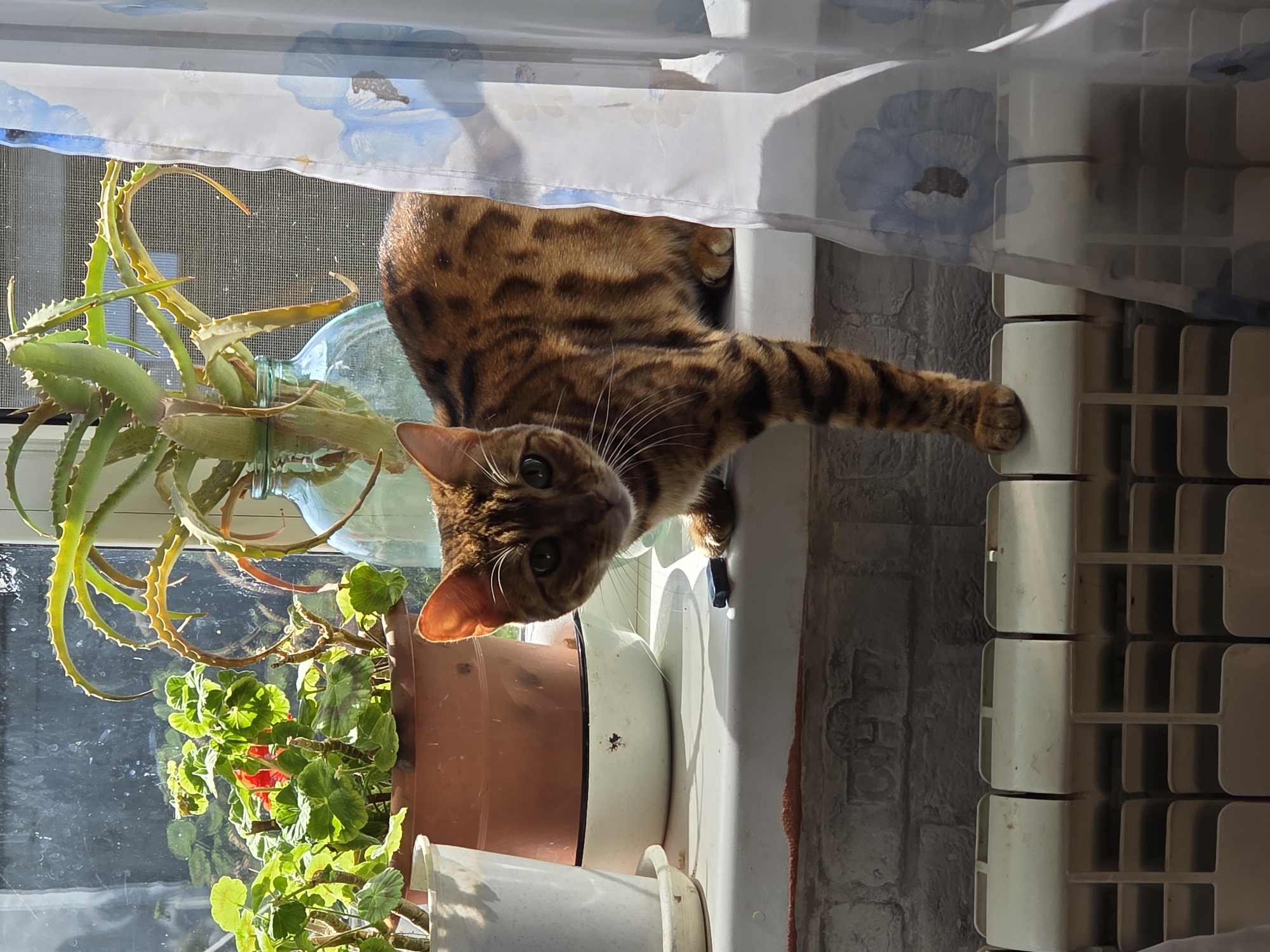 A Bengal cat with distinctive spotted fur is perched on a windowsill in what appears to be a residential interior. The cat is looking towards the camera with wide, green eyes. Behind the cat, several potted plants are visible, including an aloe vera plant in a glass jar and a plant with green leaves and red flowers in a terracotta pot. A white curtain with a blue floral pattern hangs to the right of the cat. In the foreground, a white radiator is partially visible. The windowsill itself is white and appears slightly worn. The background shows a window with a screen and hints of outdoor greenery. The overall scene suggests a domestic setting, likely a home, with the natural light from the window illuminating the cat and plants. There is no indication of the city of Сокуры, Russia, within the image itself.