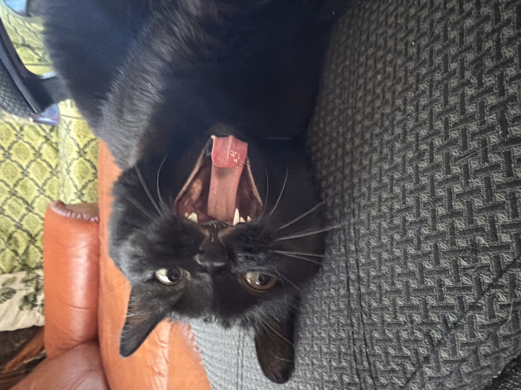 An indoor shot shows a black cat lying on its back on a dark gray textured surface. The cat is yawning, with its mouth wide open, revealing a pink tongue and teeth. Its eyes are wide open and looking upwards. In the background, an orange leather sofa is visible, along with a green patterned fabric and a black chair. The lighting suggests an indoor environment, likely a living room. The scene does not provide any information or clues regarding the city of Novosibirsk, Russia.