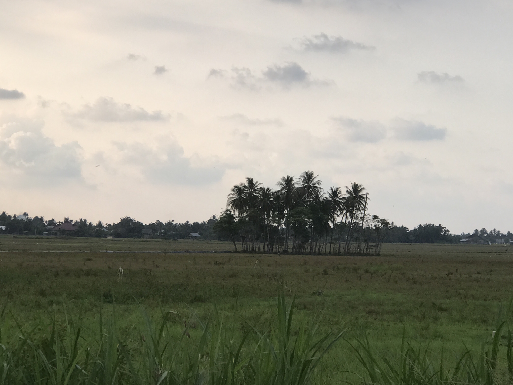 The image depicts a rural scene near Cotgapu, Indonesia, characterized by a flat, open landscape. In the foreground, tall grasses are visible. Beyond that is a rice paddy, showing a mix of green and brown vegetation. A cluster of palm trees stands out in the middle distance. In the background, there's a distant view of small houses and more trees. The sky is overcast, with a gray-white tone and scattered clouds. No people are visible.