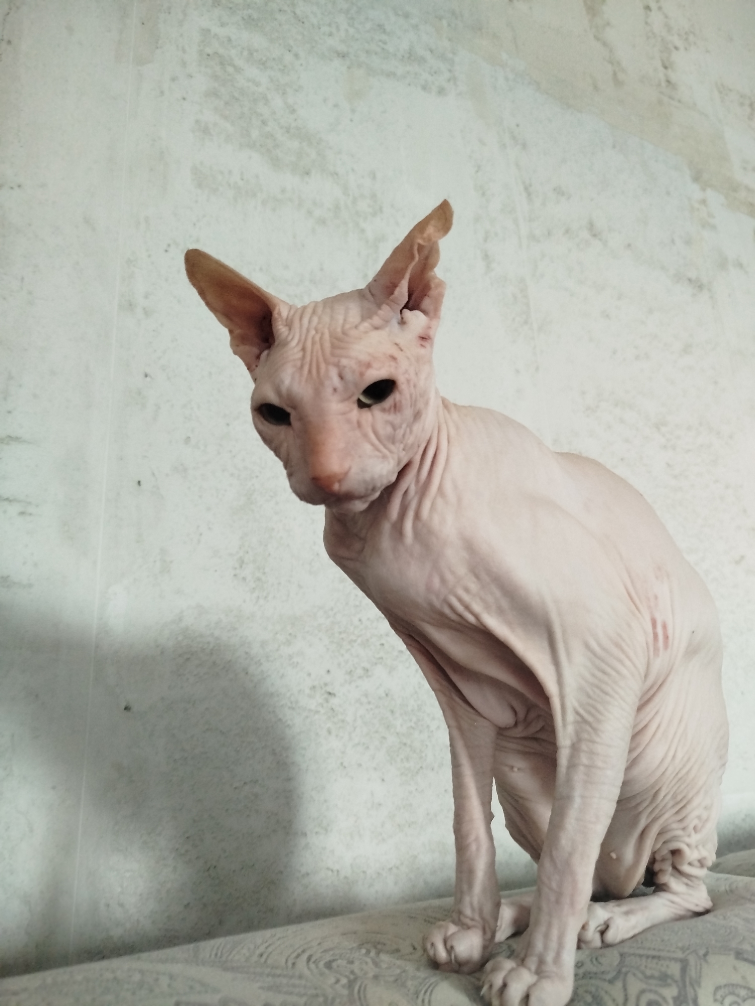 A light pink Sphynx cat is sitting on a patterned surface in front of a textured white wall. The cat is facing left, with its head tilted slightly downward. Its ears are large and pointed, and its eyes are dark. The cat's skin is wrinkled, particularly on its torso and legs. There are some faint red marks on its flank. A shadow of the cat is cast on the wall behind it. The environment appears to be indoors. The city of Zavodoukovsk, Russia is not depicted or implied in the image.