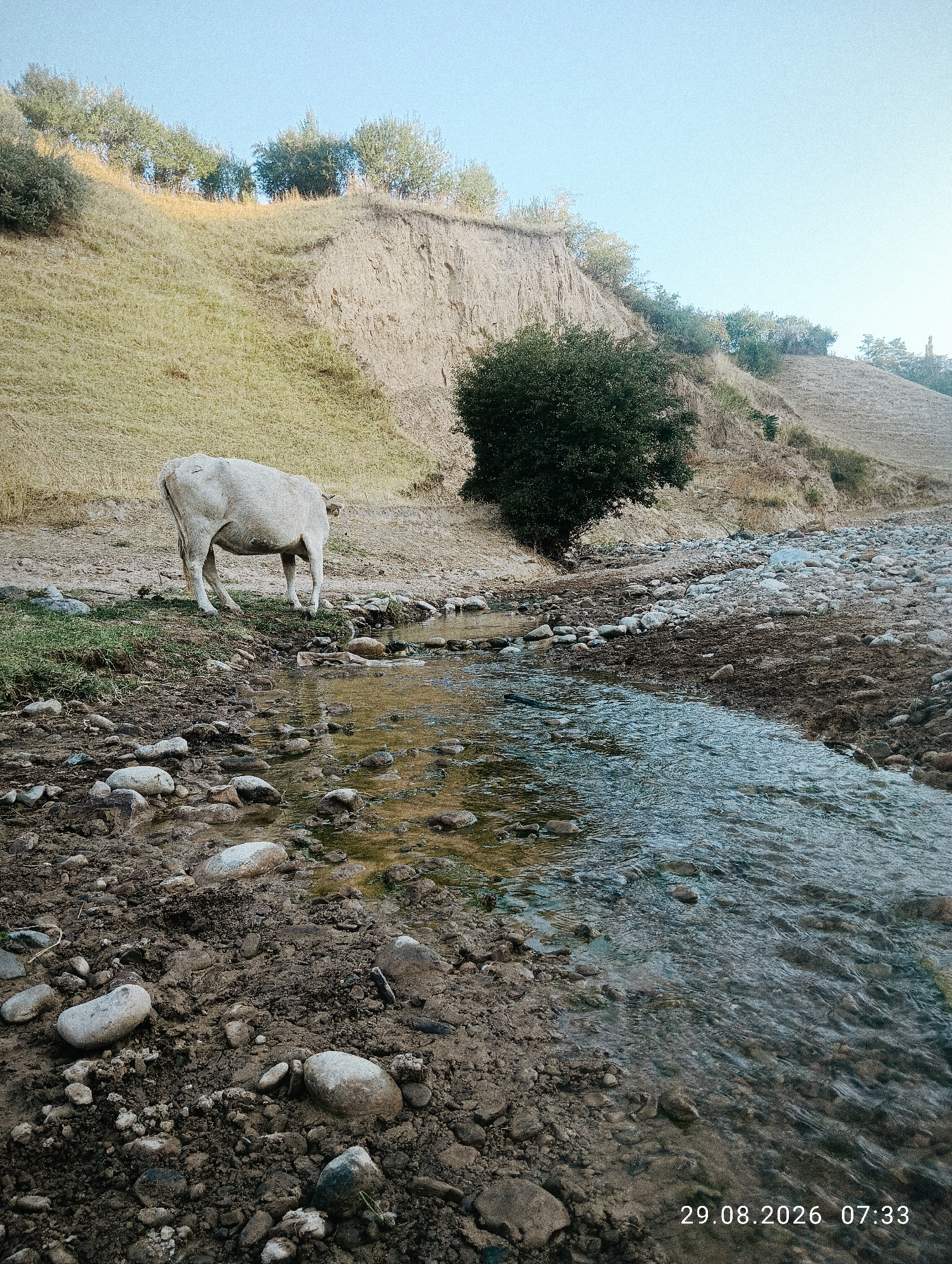 A pale cow stands on a muddy bank next to a shallow, rocky stream. The stream flows from the right side of the image towards the left. The cow is facing away from the camera, its head lowered towards the water, suggesting it is drinking. The bank is covered in small rocks, mud, and sparse green grass. Behind the cow, a dry, grassy slope rises, topped with trees. The sky is clear and pale blue. The timestamp in the lower right corner of the image indicates it was taken on August 29, 2026, at 07:33. This scene is likely in a rural or natural setting within the city of Ak-Took, Kyrgyzstan.