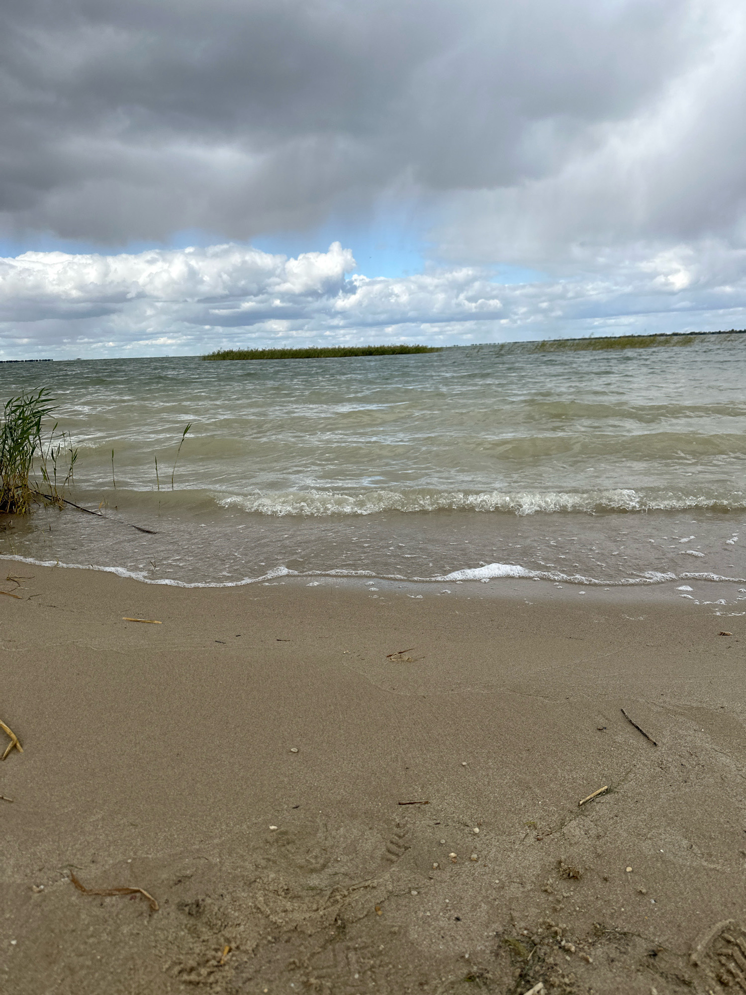 The image shows a sandy beach with a body of water in the background under a cloudy sky. There are reeds growing on the left side of the frame, near the water's edge. The waves are gently lapping onto the shore. The sand is a light brown color and appears somewhat damp. There are a few pieces of driftwood scattered on the beach. The water is a murky greenish-brown color and has a choppy surface. The sky is filled with heavy, grey clouds, with some lighter patches suggesting a break in the clouds. The horizon line is visible, separating the water from the sky, with a thin strip of vegetation in the distance. There are no people or animals visible in the image. The scene appears to be a natural, undeveloped shoreline. The specific location in Tsabeleuka, Kazakhstan is not discernible from the image itself, as there are no identifying landmarks or contextual clues.