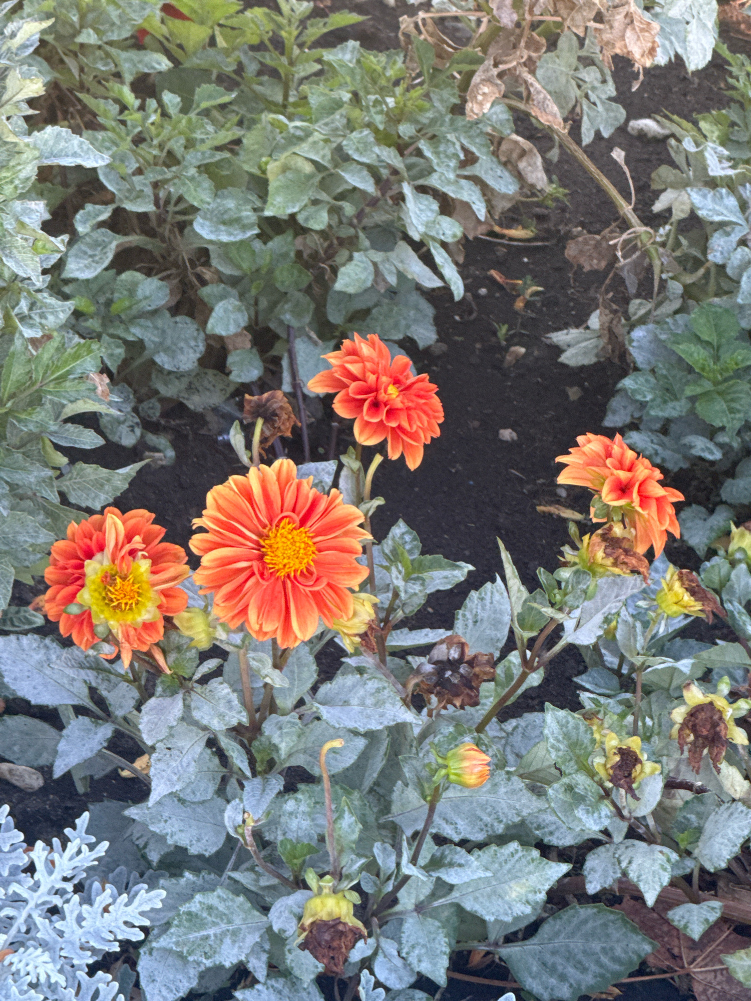 The image depicts a close-up view of orange dahlia flowers in a garden setting. The flowers are in various stages of bloom, with some fully open and others still developing. The petals are a vibrant orange, transitioning to yellow at the center of some blossoms. The foliage is a mix of green and silvery-gray leaves, with some dried, brown leaves scattered amongst them. The ground appears to be dark soil, with a few scattered pebbles.
The scene is likely located in Anapa, Russia, a city known for its Black Sea resorts and a generally mild climate that supports a variety of plant life. The presence of dahlias suggests a garden or park environment within the city, potentially a public space or a private garden. No people are visible in the image. The lighting suggests it is daytime, with soft, natural light illuminating the flowers and foliage.
