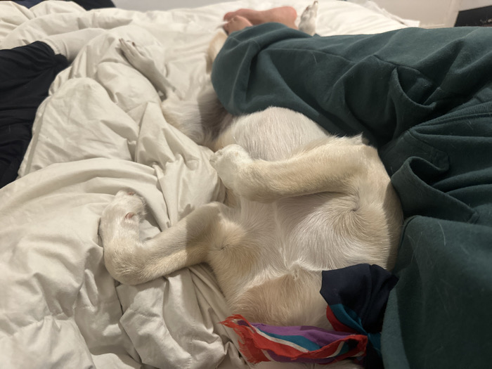 The scene depicts an interior view of a rumpled bed within a residence in the city of Unknown, Unknown. Three subjects are present: two human occupants and one light-colored canine. On the left, a human hand with dark-painted fingernails emerges from beneath white bedding, adjacent to black fabric. At the top right of the frame, bare human feet rest on white bedding. Centrally, a cream-colored dog lies on its back, exposing its belly, with all four limbs curled inwards towards its body, appearing to be asleep. A dark green fabric, likely a blanket or clothing, covers a portion of the bed, overlapping the dog and an unseen human form. A small, multicolored piece of fabric, displaying red, blue, and purple tones, is partially visible beneath the dog's lower body. The bed is covered with white sheets and a white comforter.
