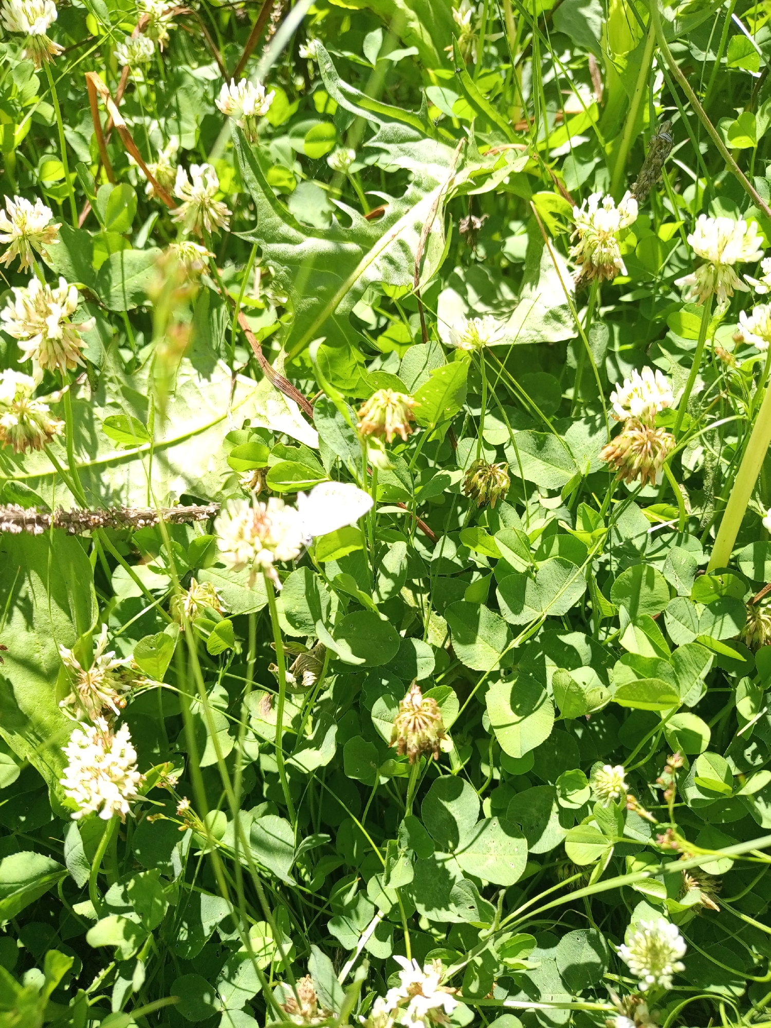 A close-up shot of a field of white clover flowers and green leaves, with a white butterfly perched on one of the flowers in the center right of the frame. The image is taken from a high angle, looking down on the foliage. The lighting suggests it is daytime, with sunlight casting shadows on the leaves.