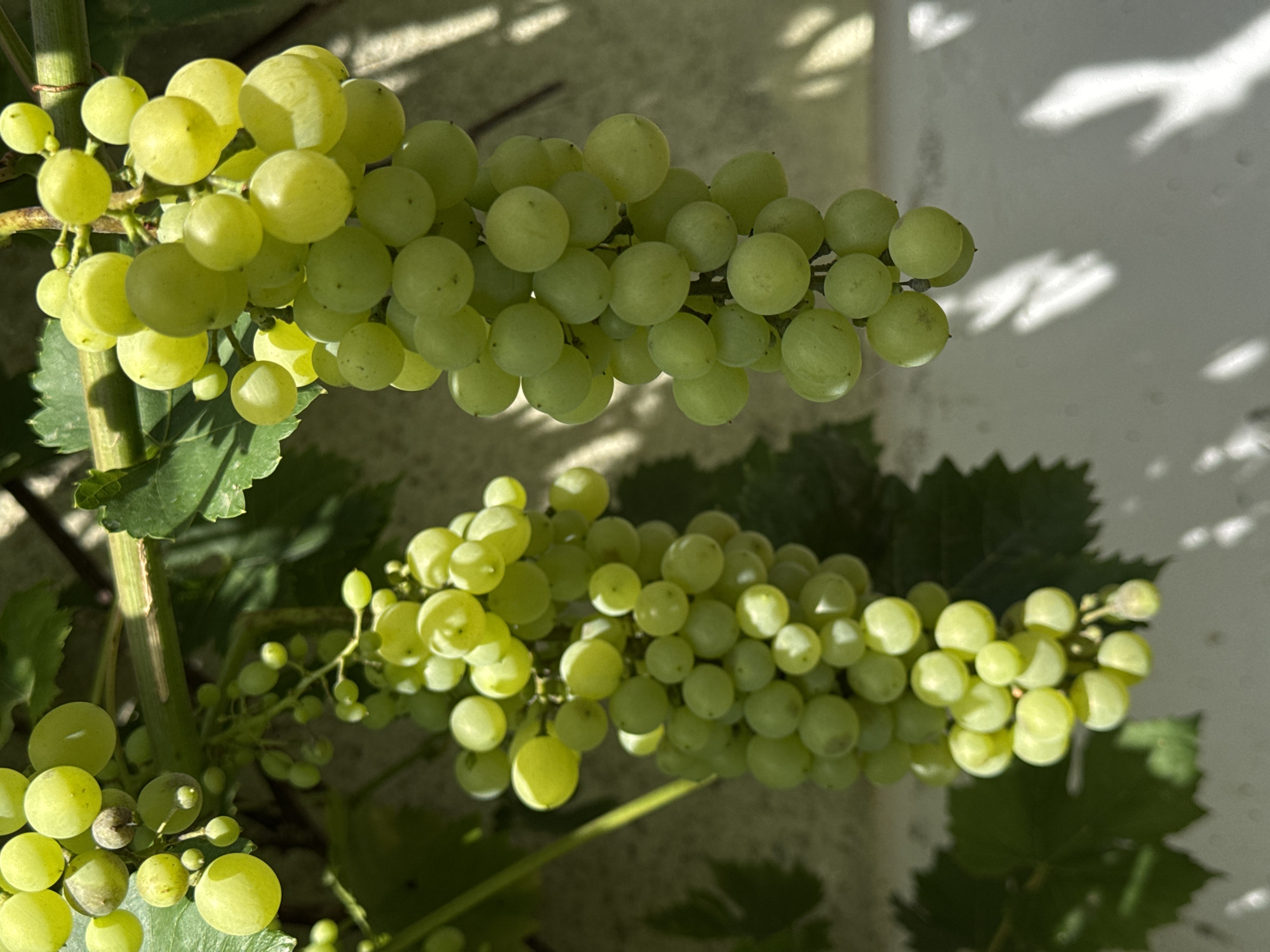 Two bunches of light green grapes hang from a vine against a textured, off-white wall. The grapes are clustered closely together, with some individual grapes showing slight blemishes. Sunlight casts dappled shadows on the wall, suggesting an outdoor setting in Wettstetten, Germany. The vine is attached to a thicker stem that runs horizontally across the top of the image, with green leaves visible on either side. The lighting indicates it is daytime.