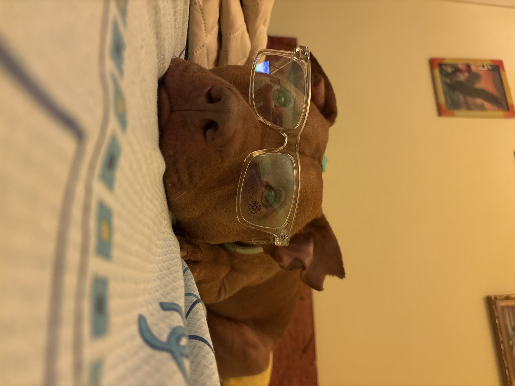A medium shot depicts a brown-coated dog with floppy ears, wearing clear-framed glasses, lying on a bed with a white and blue patterned comforter. The dog's nose and part of its muzzle are visible. The background includes a beige wall with two framed pictures, one with a red border and the other with a gold border. The environment suggests an indoor setting, potentially a home interior. The city of Lom, Bulgaria, is not depicted in the image.