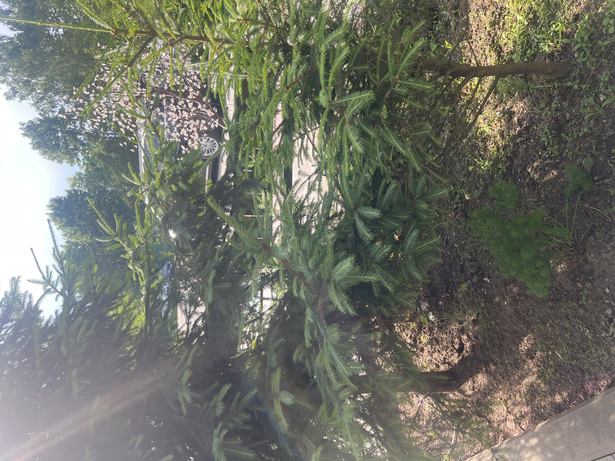 The media file displays an outdoor scene with a focus on a coniferous tree, likely an evergreen due to its dense, green needles. The tree's branches are prominent, with some catching the sunlight, creating a slight glare and lens flare effect in the lower left portion of the image. Behind the tree, a car is partially visible, suggesting an urban or suburban setting. A string of white lights, possibly decorative, is draped across some of the branches, adding an unexpected element to the natural foliage. The ground beneath the tree is covered in dirt and sparse green vegetation, indicating it is likely spring or summer. Sunlight illuminates the scene, casting shadows and highlighting the texture of the tree's needles and the ground. The overall impression is a snapshot of a possibly decorated tree in a natural or semi-natural environment, with a hint of human activity suggested by the car and lights. The orientation of the image is landscape.