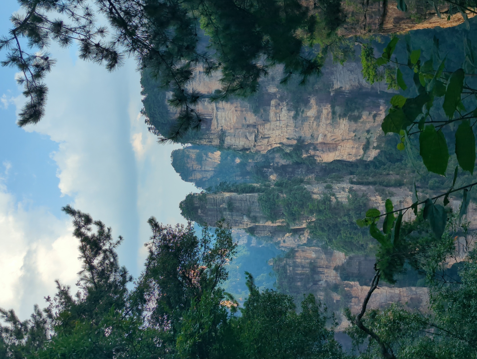 This image depicts the Zhangjiajie National Forest Park, located in the Hunan Province of China, not Luoguta. The scene is characterized by towering, sheer sandstone pillars, many of which are covered in lush green vegetation. These natural rock formations rise dramatically from a misty, forested valley. The foreground is framed by the branches and leaves of trees, with some pine needles visible. The sky above is partly cloudy, with patches of blue sky peeking through. The overall atmosphere is one of natural grandeur and tranquility, with the scale of the rock formations emphasized by the surrounding foliage and the atmospheric haze.