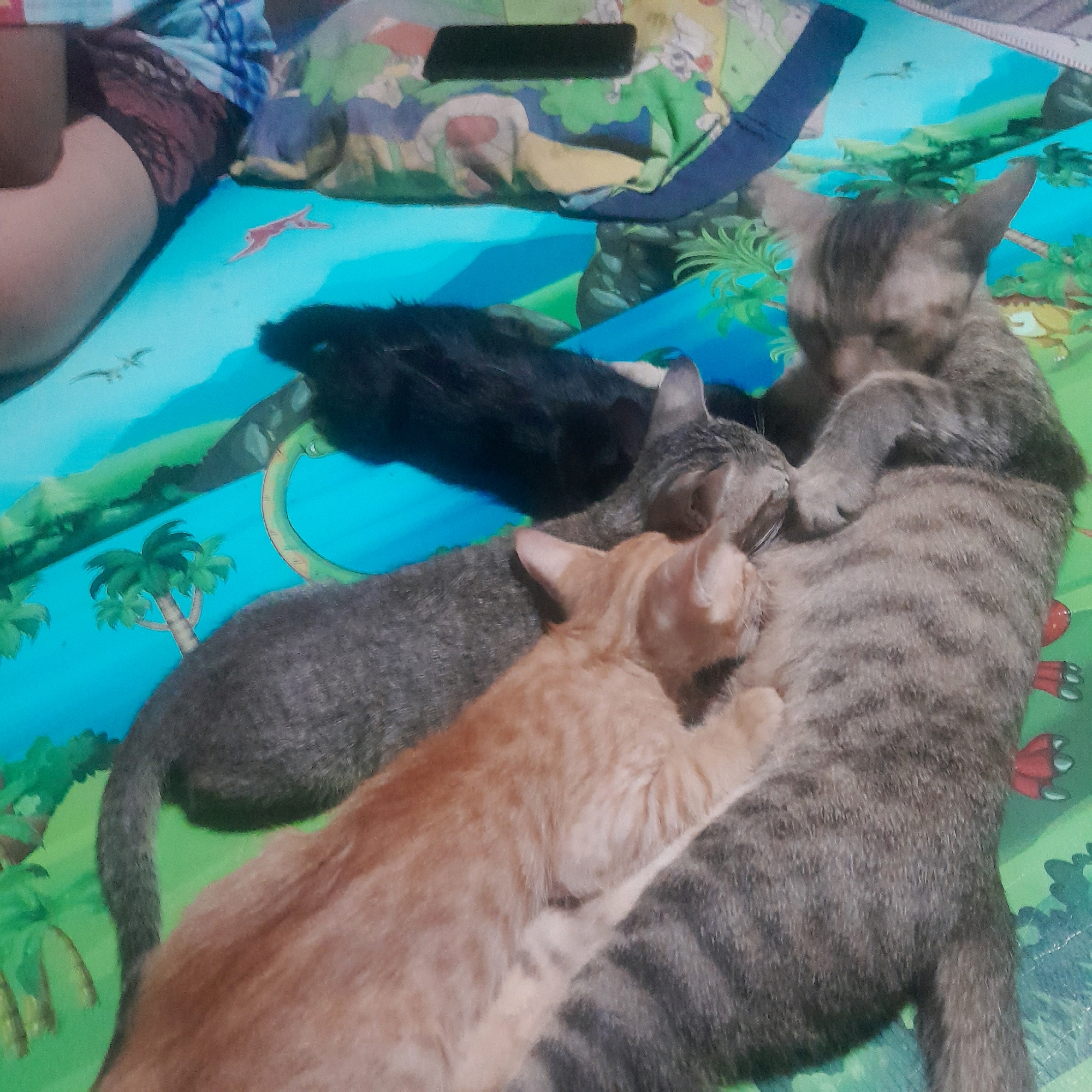 In an indoor setting on a play mat featuring a dinosaur theme, a mother cat nurses three kittens. The mother cat, a tabby, is positioned on her side, with two kittens nestled against her. One kitten is orange and white, appearing to nurse. Another kitten is grey and white, also nursing. A third kitten, black, is positioned behind the mother cat. A human leg, clad in patterned shorts, is visible in the upper left corner of the image, suggesting a person's presence. The play mat depicts cartoonish dinosaurs, palm trees, and a body of water.