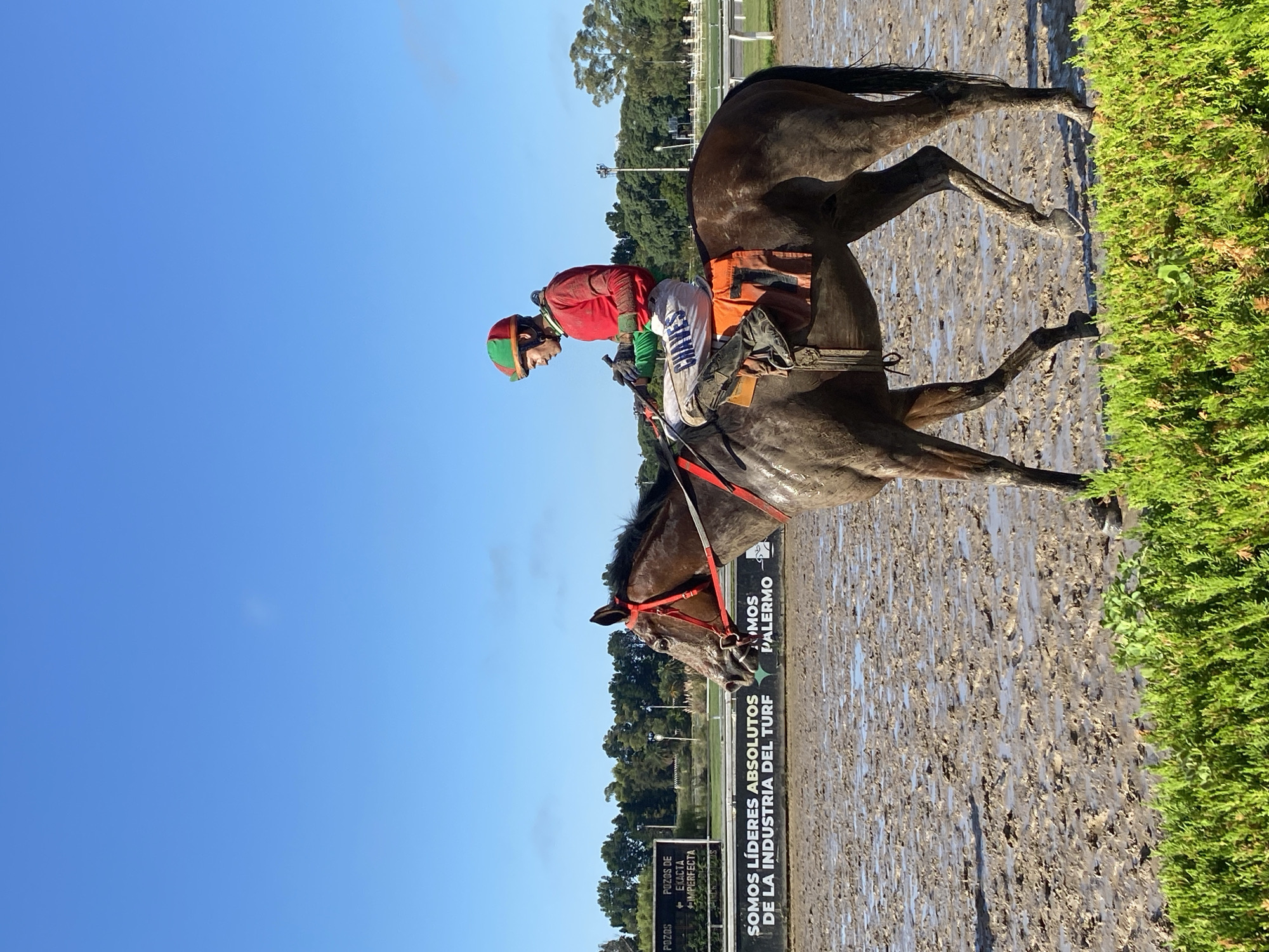 The image shows a horse and jockey on a muddy track. The jockey is wearing a red and green helmet and a red shirt. The horse is dark brown with a red bridle. There is a sign behind the horse that reads "SOMOS LIDERES ABSOLUTOS DE LA INDUSTRIA DEL TURF" and "SOMOS PALERMO". The background includes trees and a clear blue sky. The location is likely the Hipódromo de Palermo in Buenos Aires, Argentina, based on the sign mentioning "Palermo" and the presence of a horse racing track.
