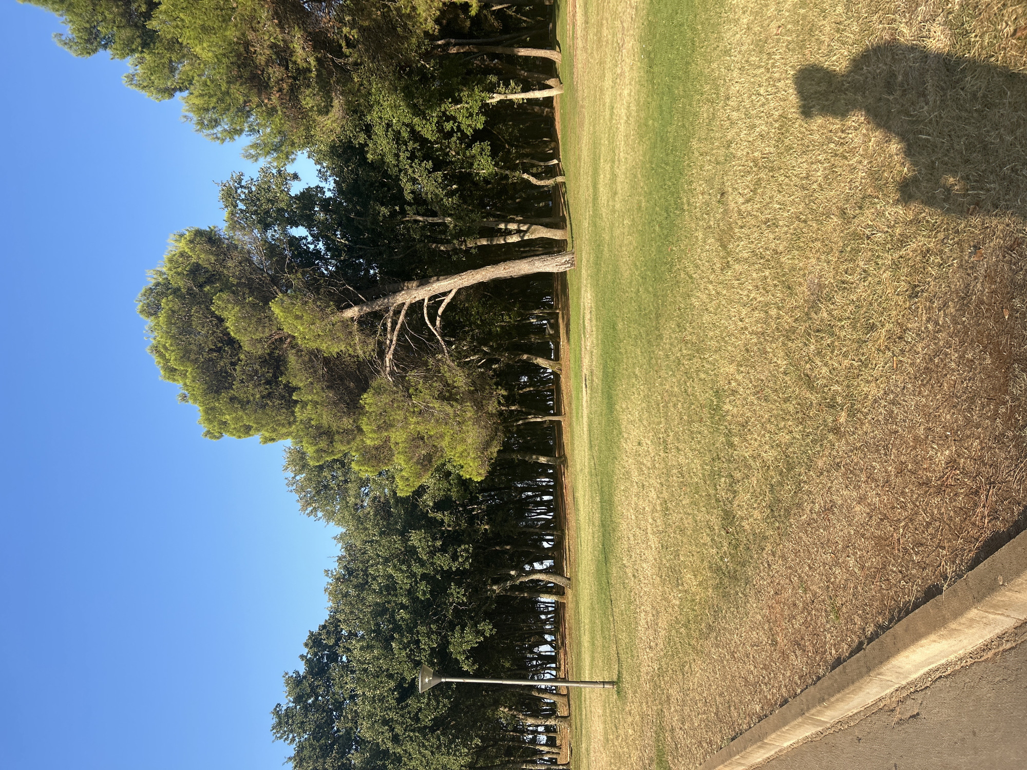 This is a photograph taken in Katoro, Croatia. The image depicts a park-like setting with a large expanse of dry, yellowed grass in the foreground, bordered by a concrete curb and asphalt road on the left. A lone lamppost stands in the middle ground. Behind the grassy area, a dense line of trees forms a forest, with a clear blue sky above. In the lower right corner, the shadow of a person holding a phone is cast on the grass.
