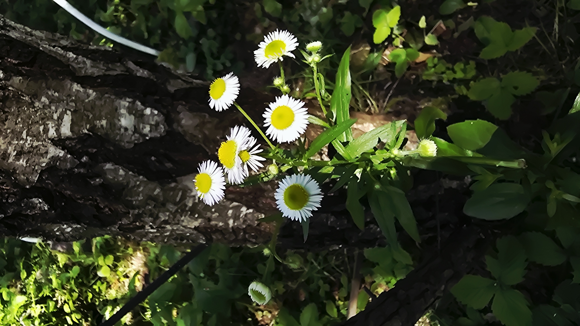 The image shows a close-up of several small, white daisies with yellow centers growing near the base of a rough-barked tree. The flowers are in various stages of bloom, with some fully open and others appearing as buds. The surrounding environment is green and leafy, suggesting a natural setting with dappled sunlight. The scene is likely located outdoors in a park, garden, or woodland area. There are no people or visible man-made structures in the image.