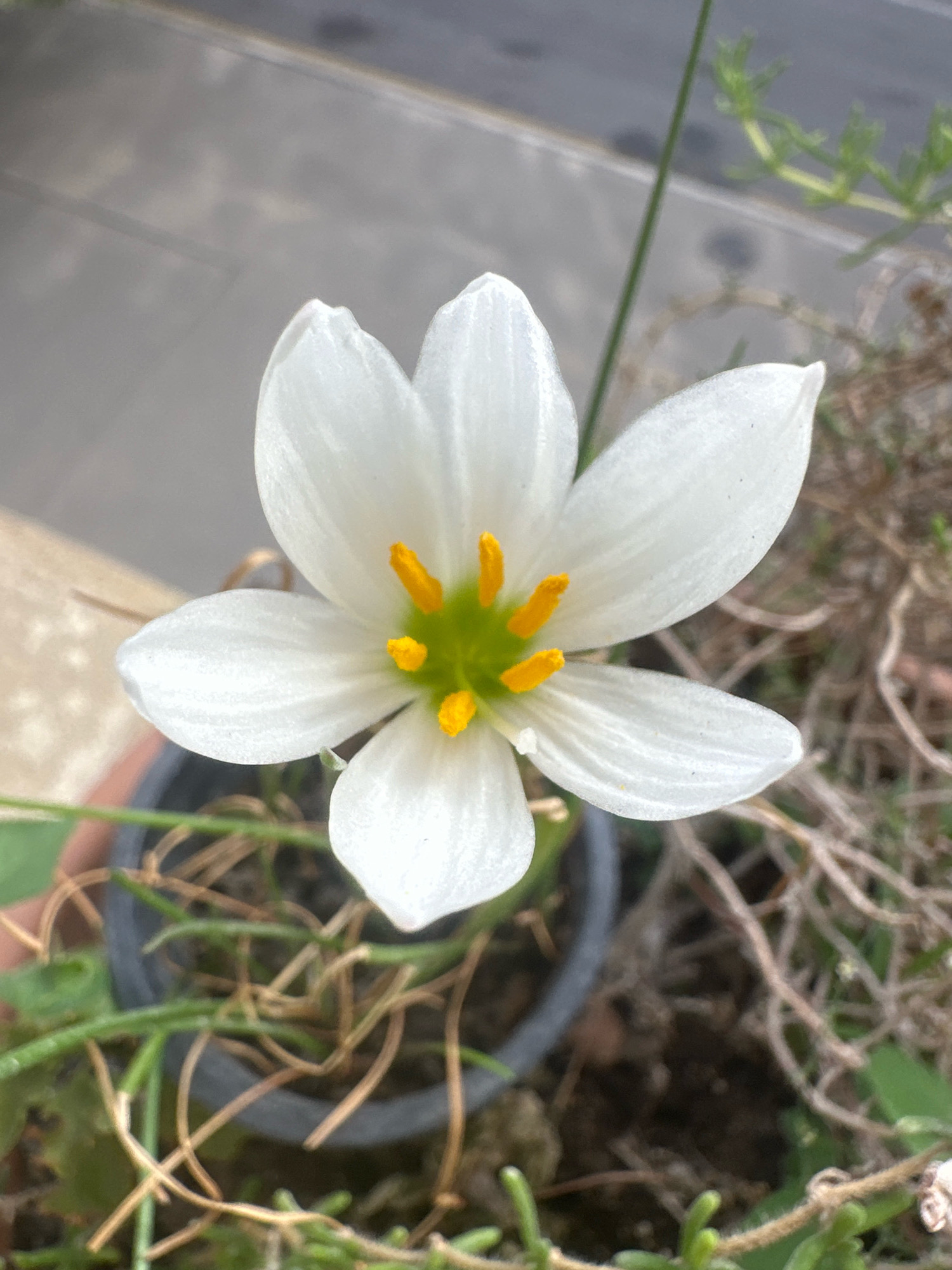 A close-up, overhead shot shows a white flower with yellow stamens in the center. The flower is in a dark pot, surrounded by dry brown stems and some green foliage. In the background, a gray paved surface is visible, with faint shadows.