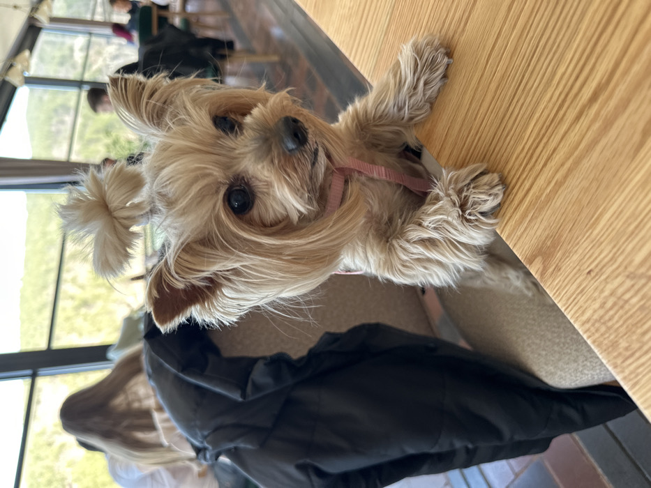 An interior scene in Pancharevo, Bulgaria, displays a light-colored Yorkshire Terrier standing on its hind legs with its front paws resting on a light wooden tabletop in the foreground. The dog, wearing a pink harness strap, has a topknot secured on its head and gazes slightly to the right of the camera. A black padded jacket is draped over a beige upholstered chair directly behind the dog. In the blurred background, large windows reveal an exterior view of green, hilly terrain under natural light. Several indistinct human figures are seated at other tables, including one individual with long, light brown hair seen from behind. The setting appears to be a restaurant or cafe.